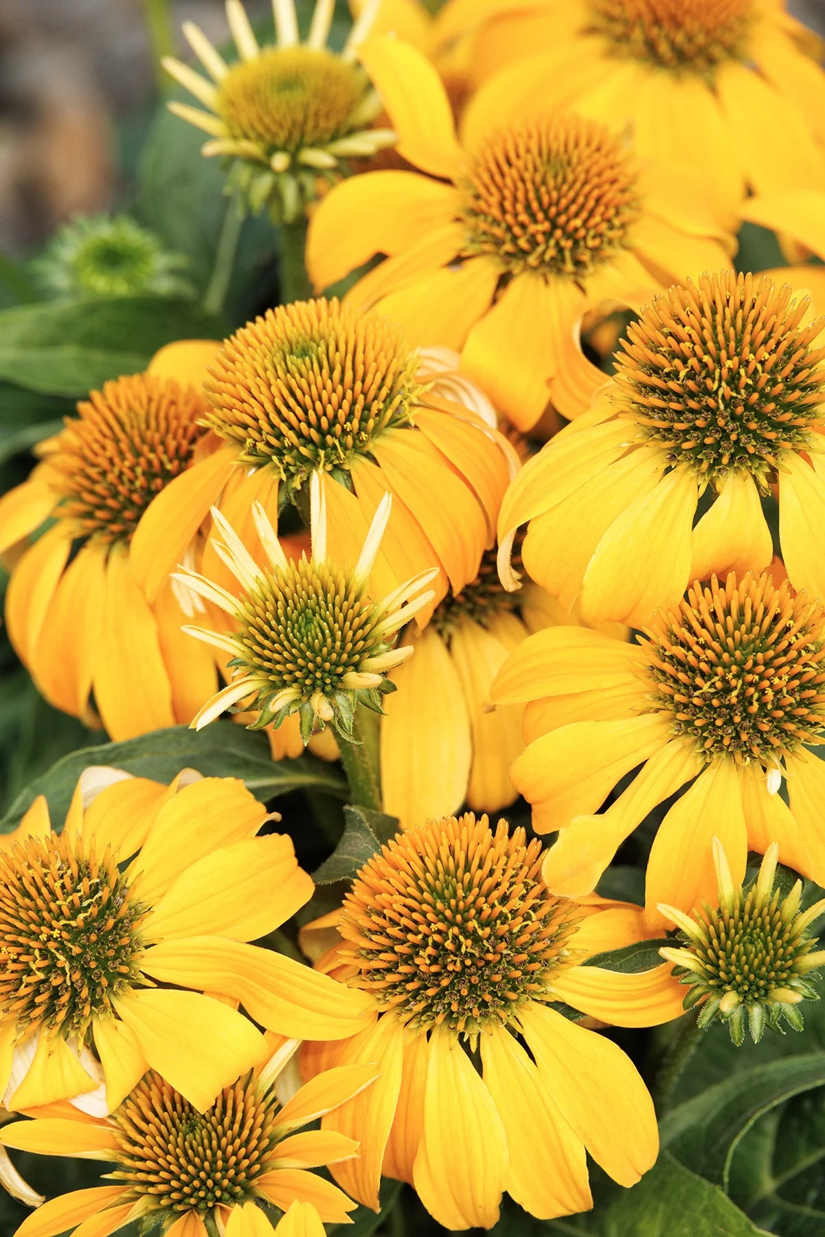 Guatemala™ Gold Coneflower 6 Guatemala™ Gold Coneflower