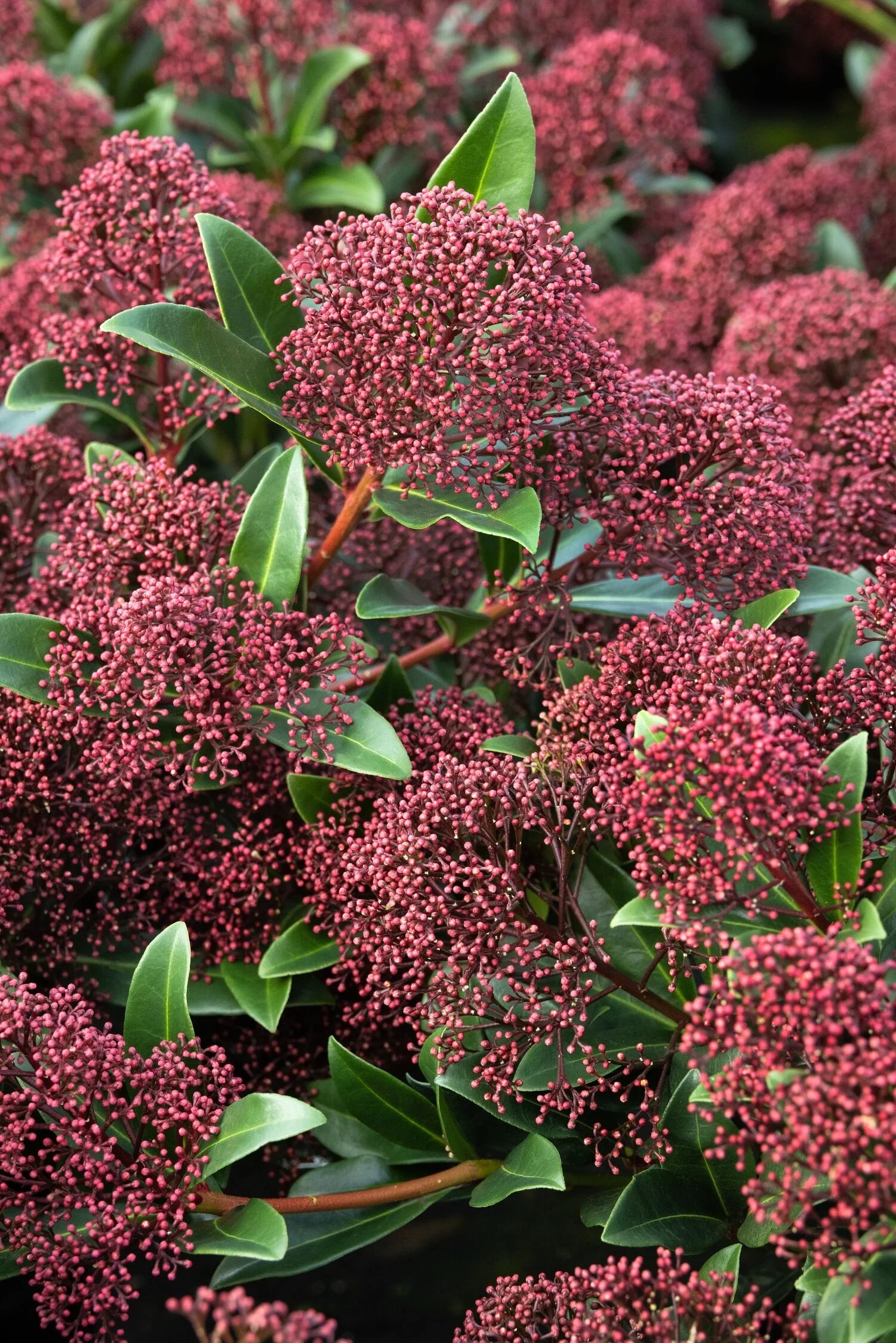 Springtime® Coral Skimmia