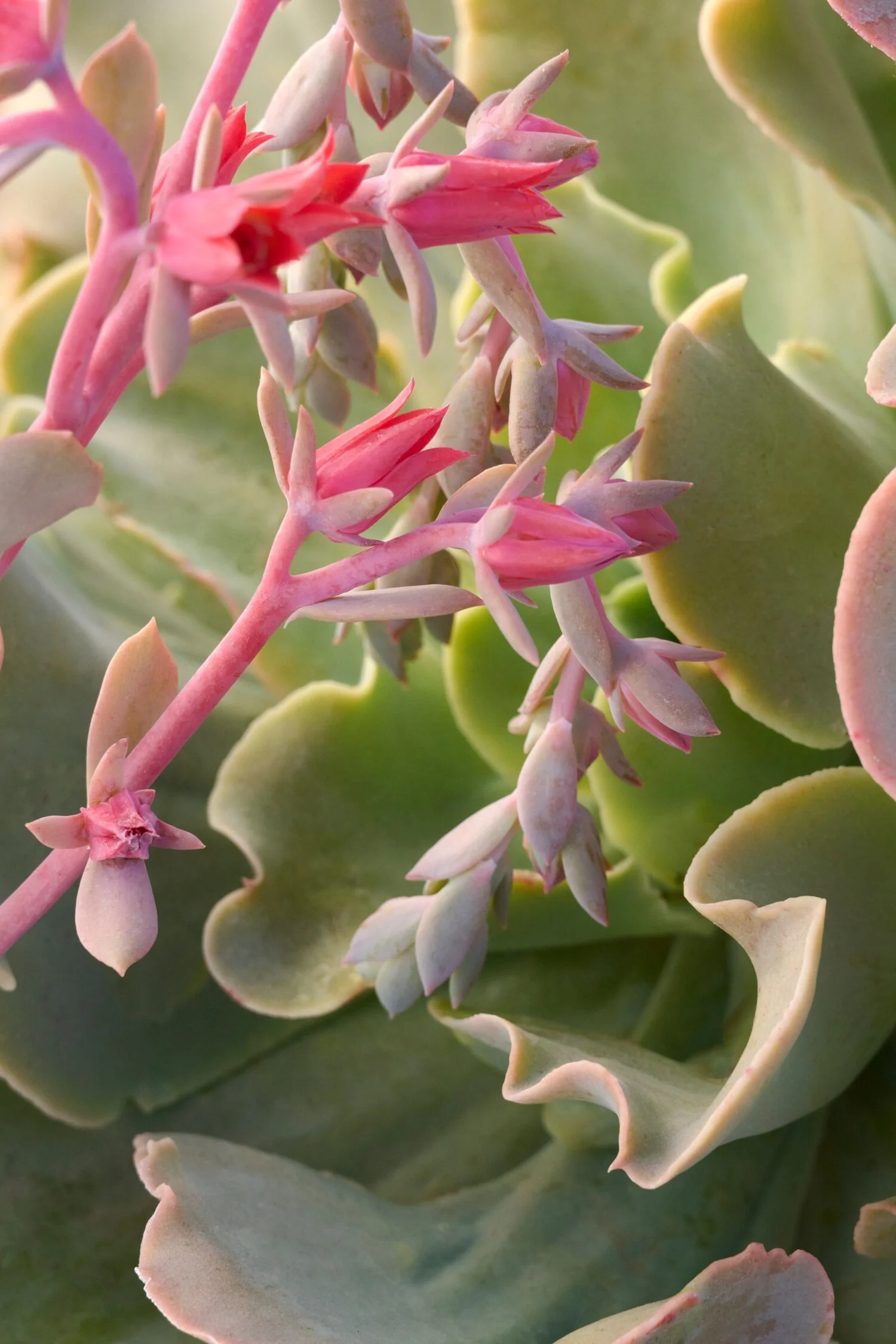 Desert Oasis™ Dawn Echeveria