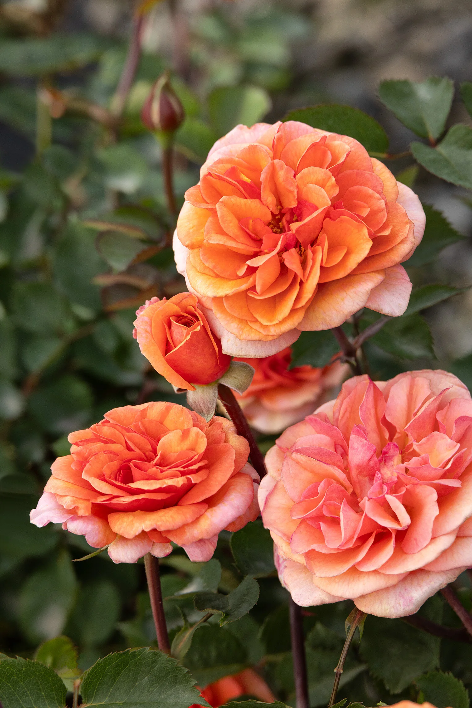Eau De Parfum® Bliss Rose