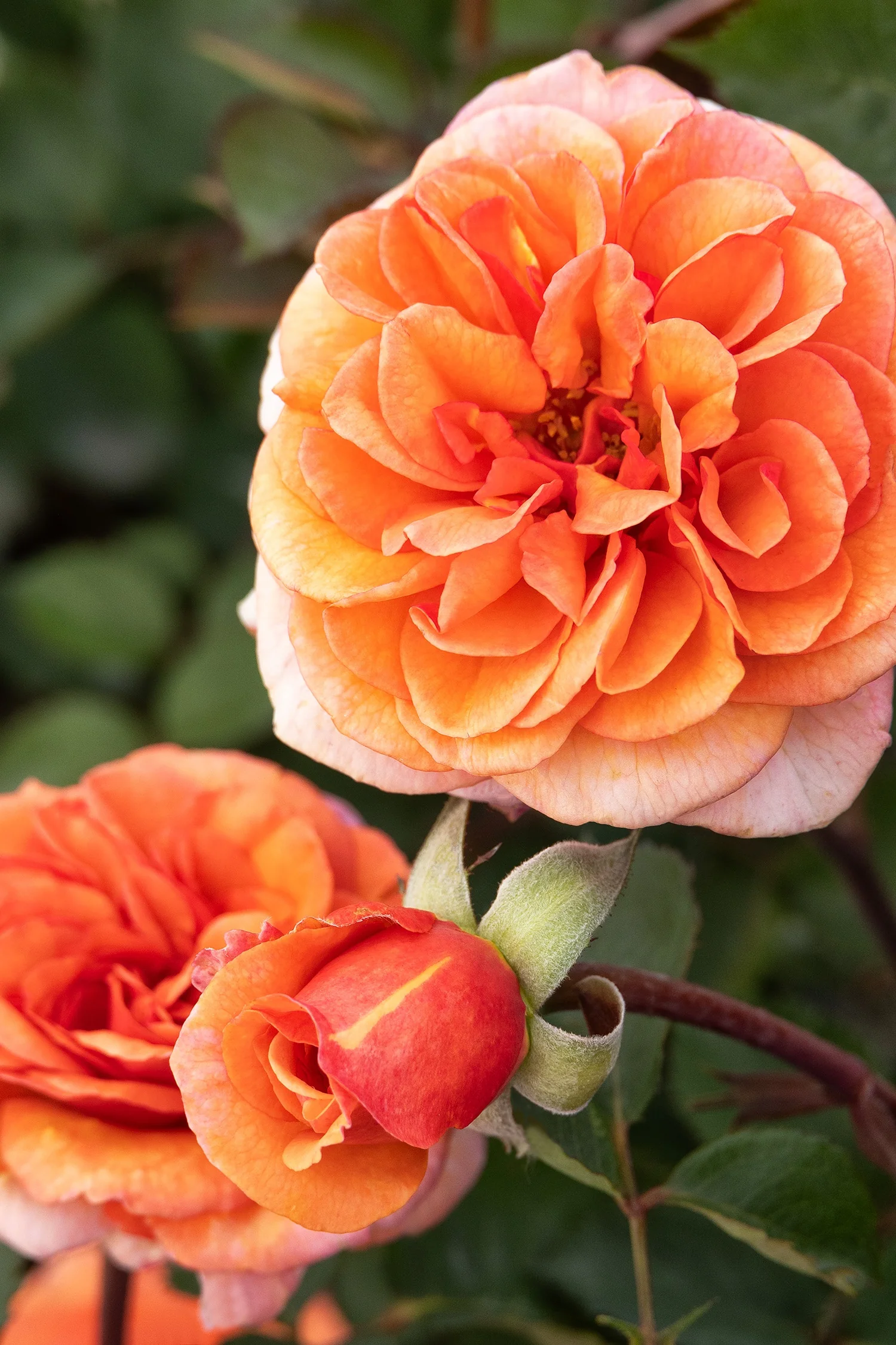 Eau De Parfum® Bliss Rose