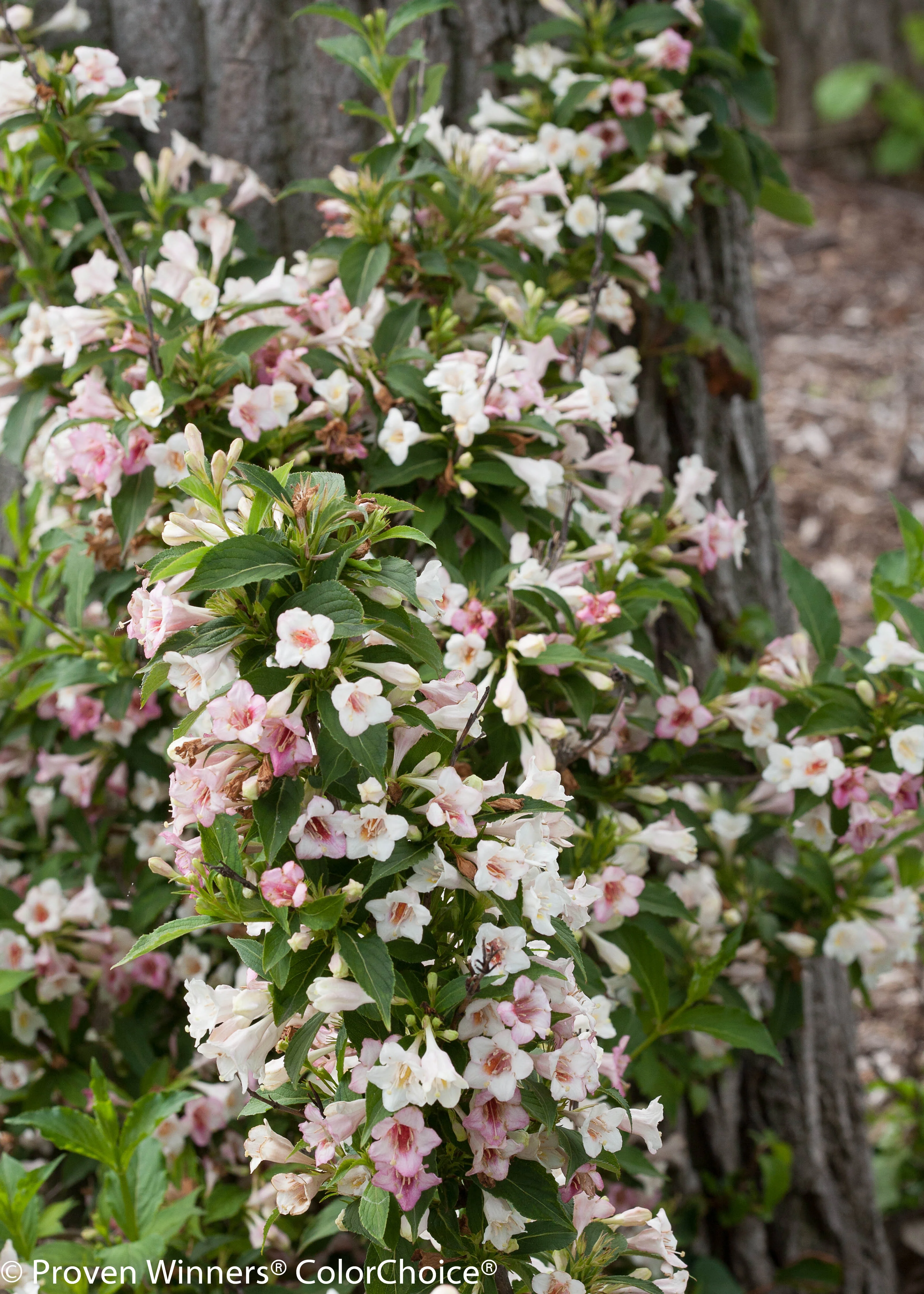 Sonic Bloom® Pearl Weigela 2 Sonic Bloom® Pearl Weigela