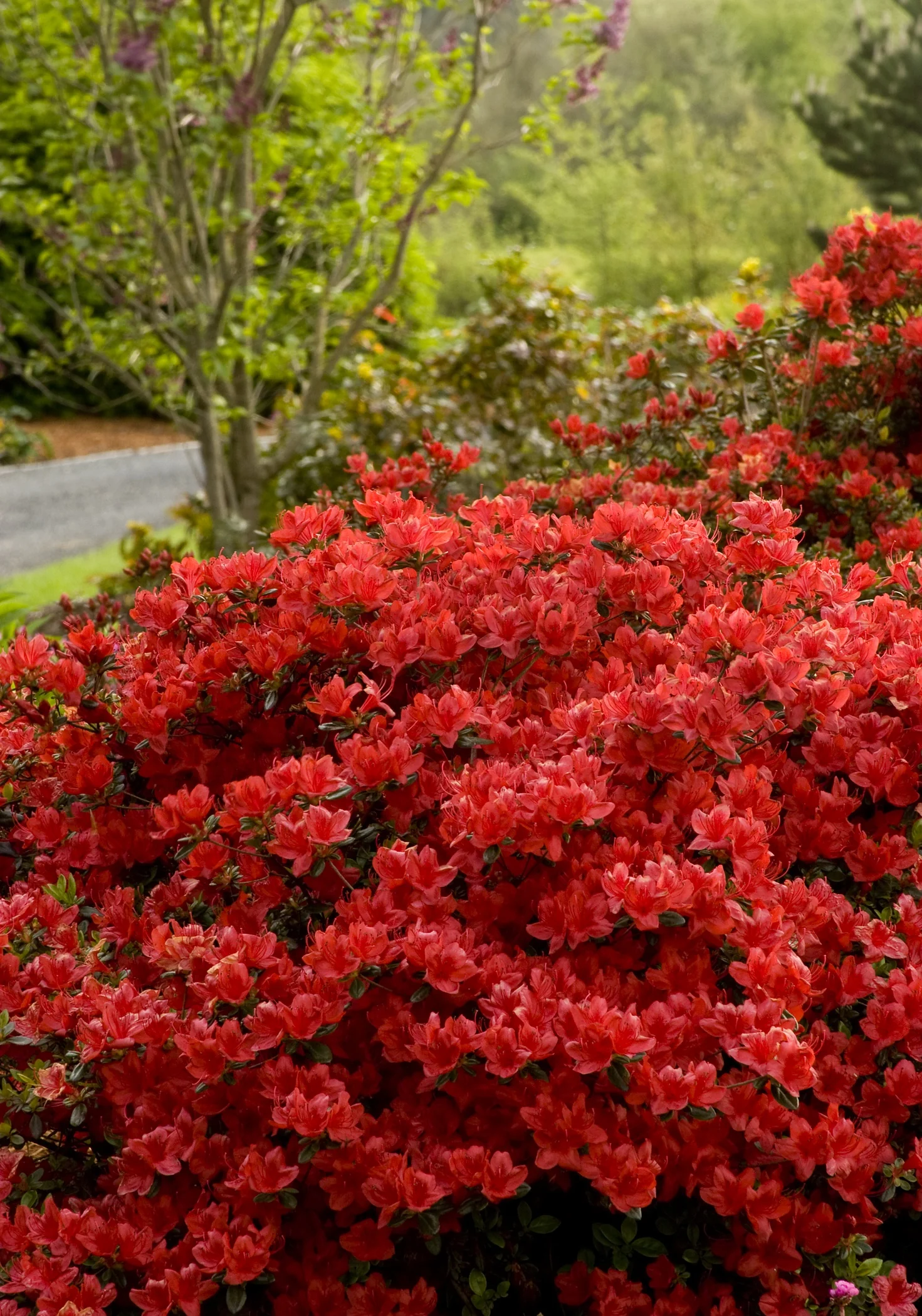 Girard's Hot Shot Evergreen Azalea