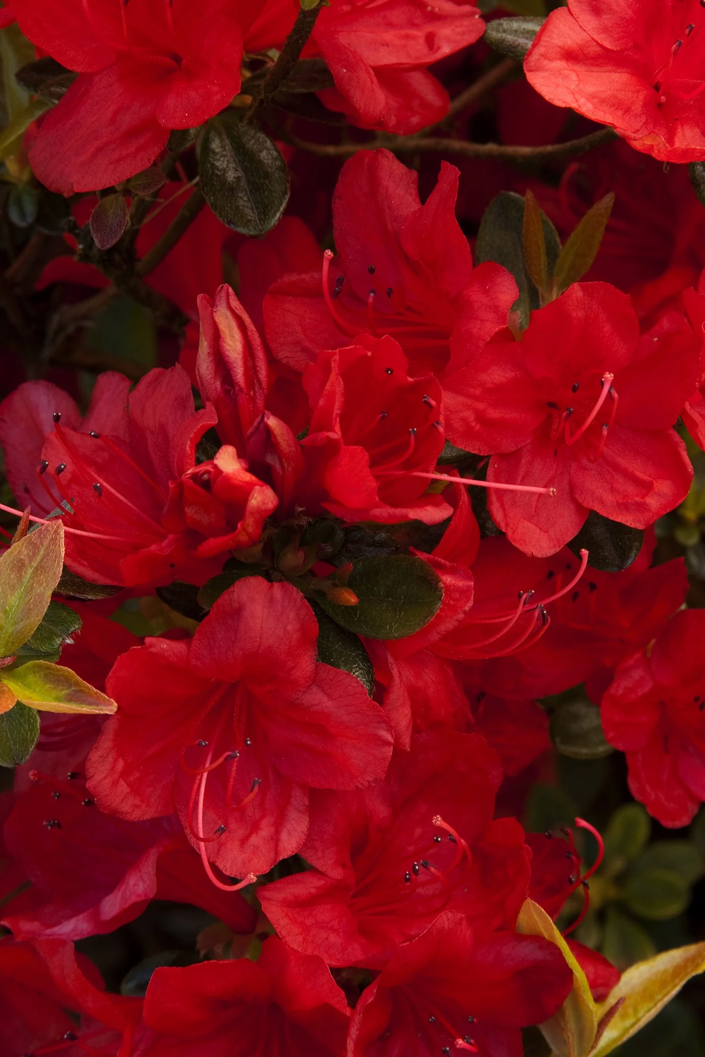 Girard's Hot Shot Evergreen Azalea