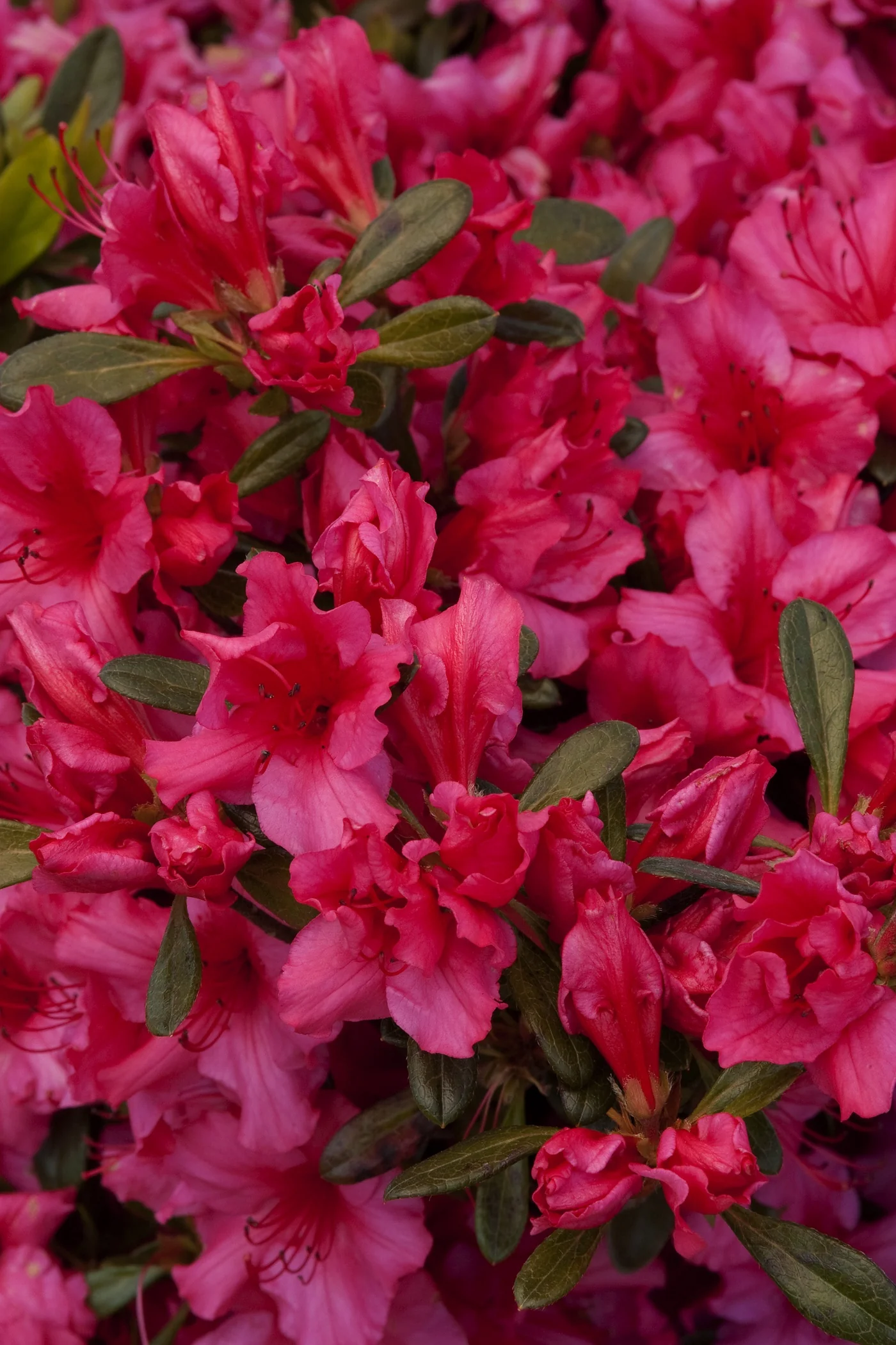 Girard's Rose Evergreen Azalea