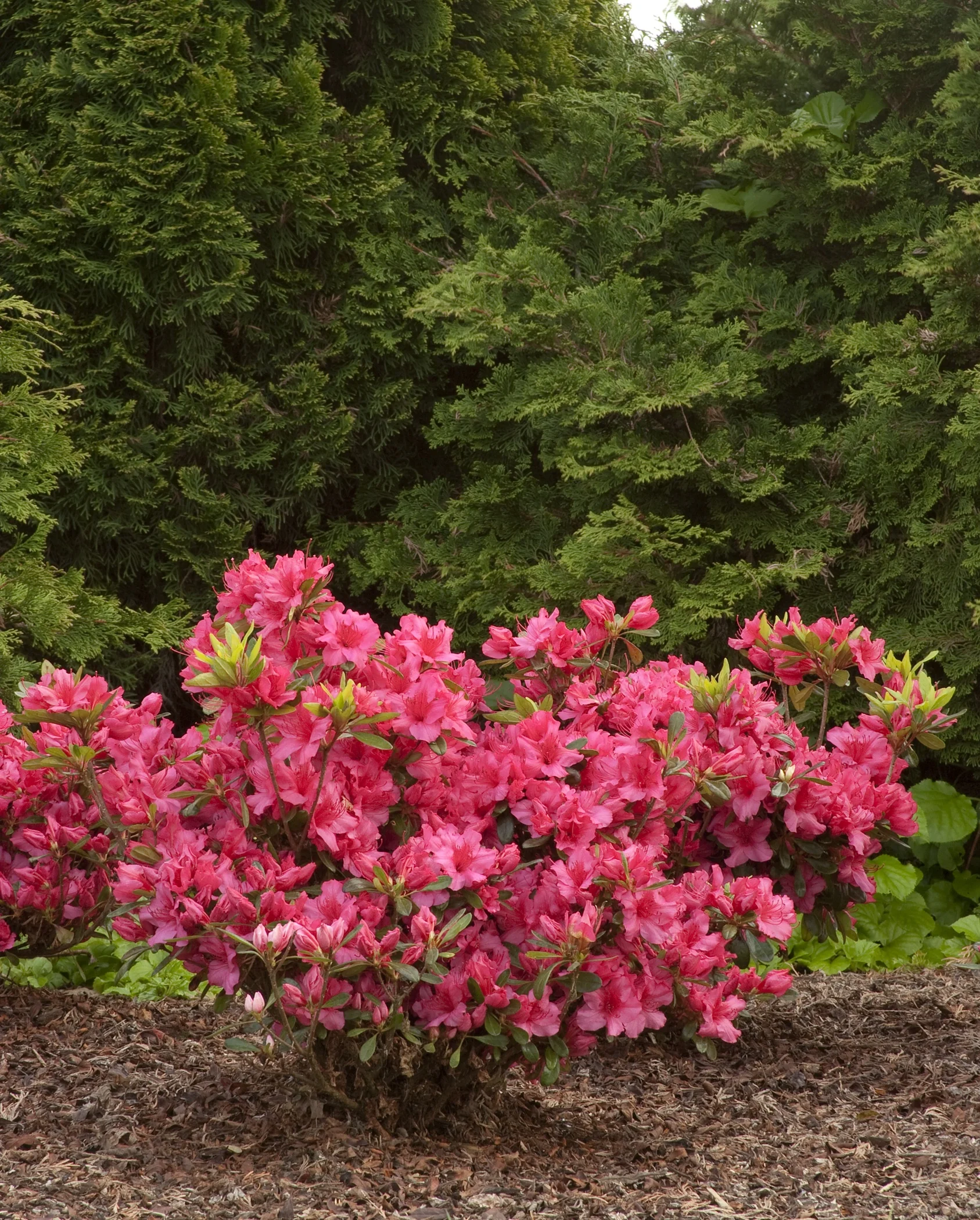 Girard's Rose Evergreen Azalea