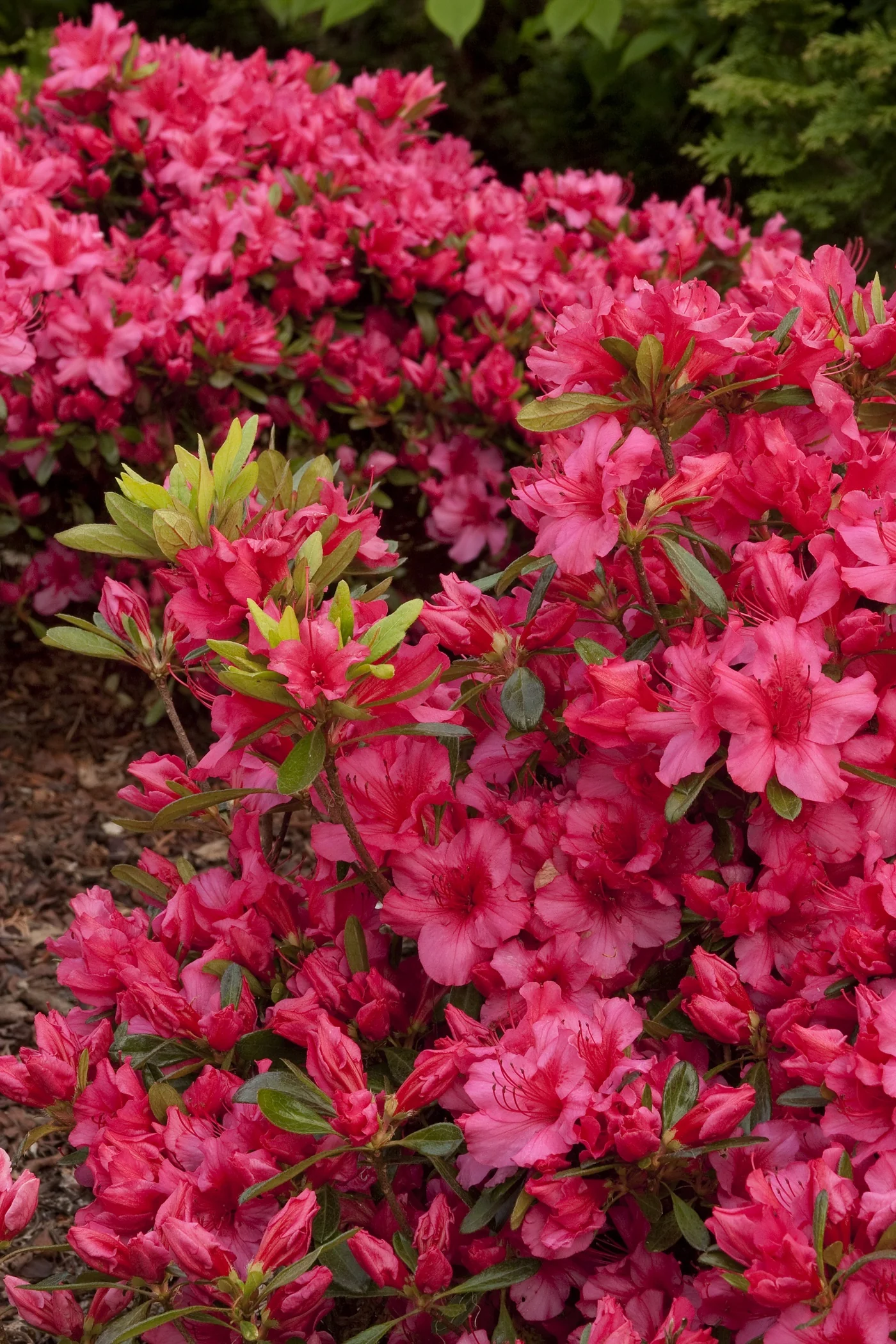 Girard's Rose Evergreen Azalea 3 Girard's Rose Evergreen Azalea