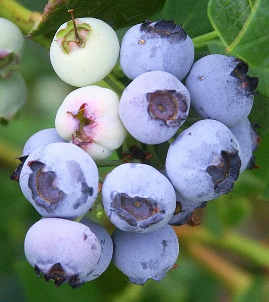 Emerald Blueberry