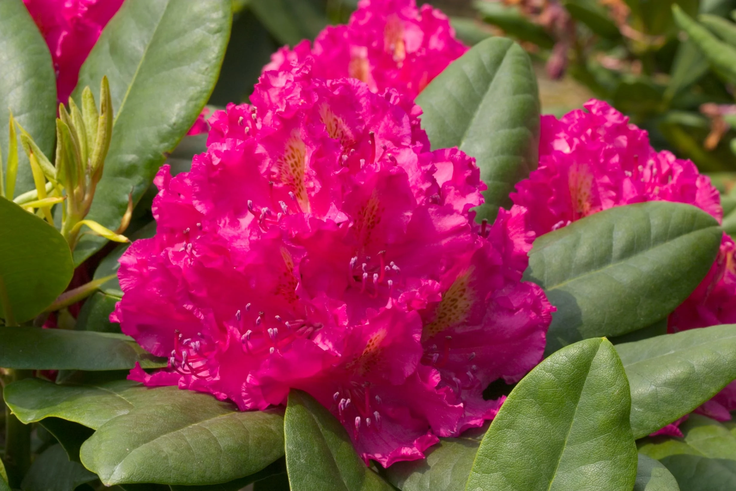 Pearce's American Beauty Rhododendron