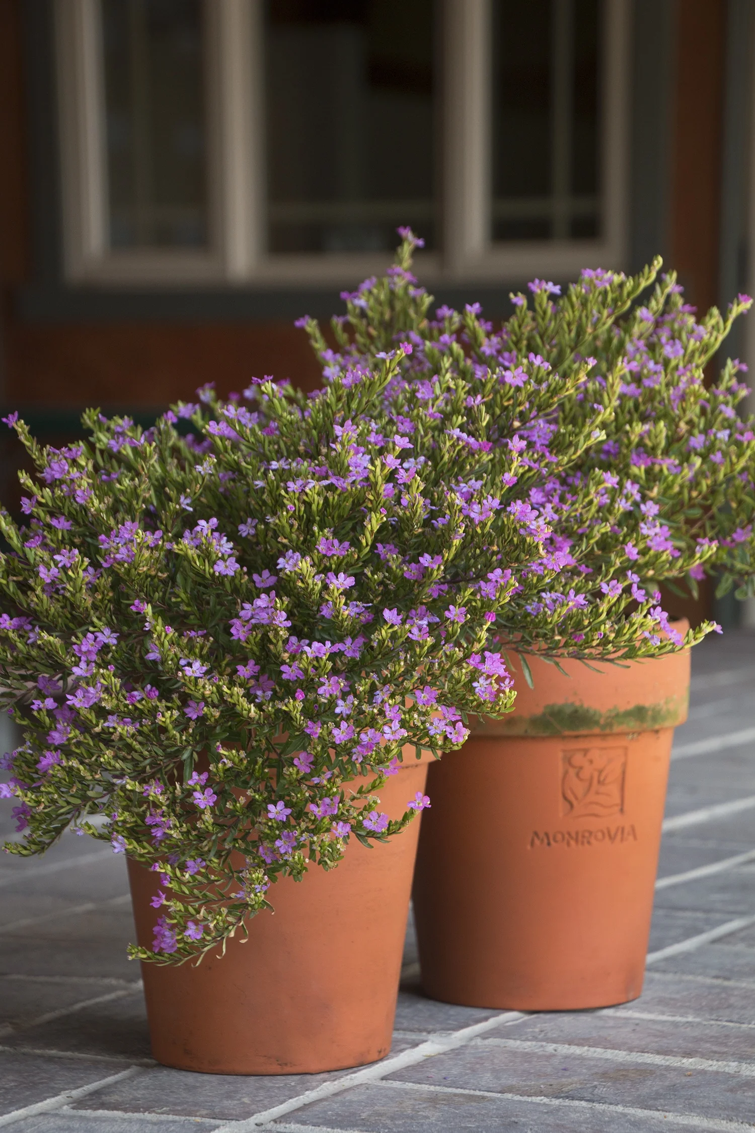 Mexican Heather