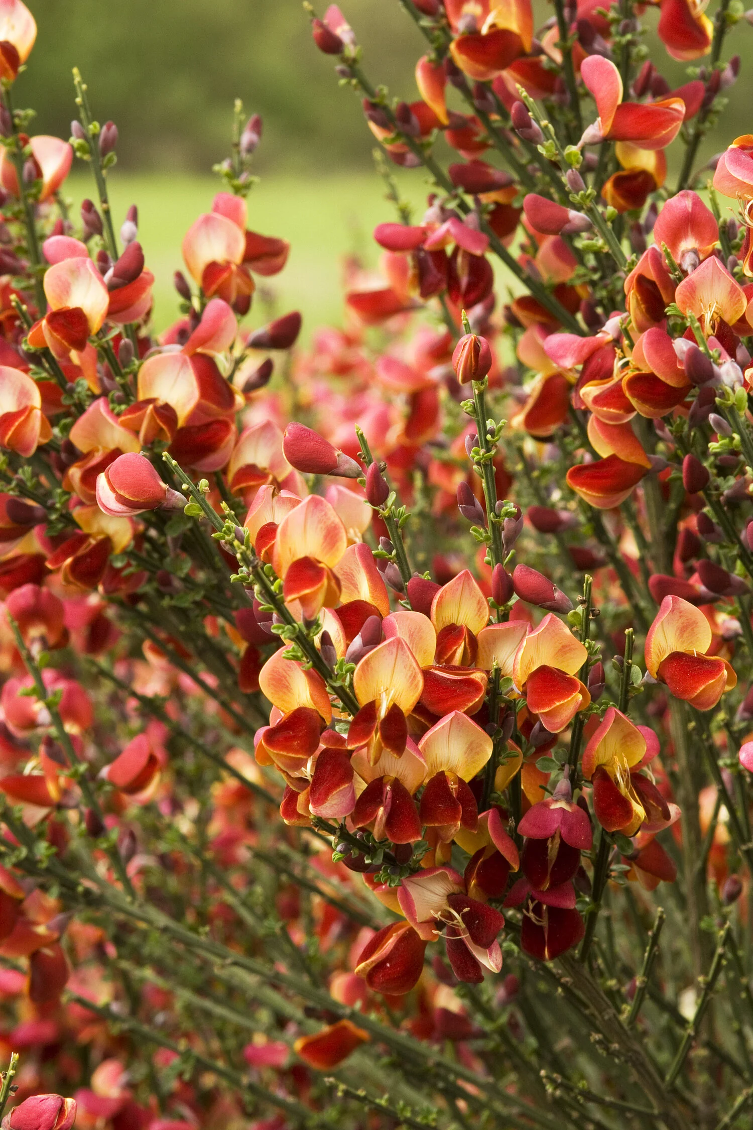 Lena Scotch Broom