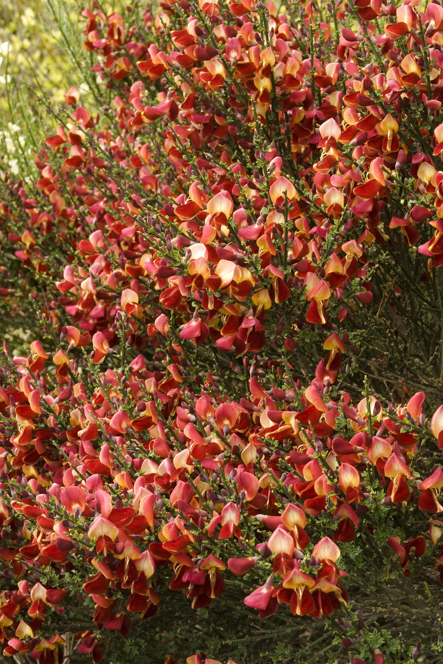 Lena Scotch Broom