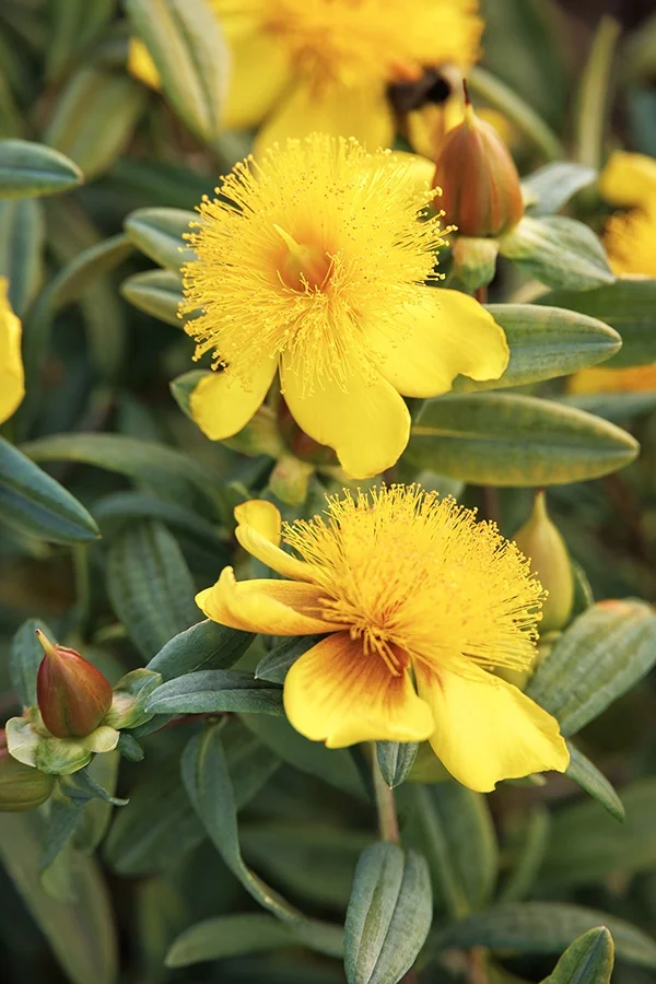 Sunburst St. John's Wort 1 Sunburst St. John's Wort