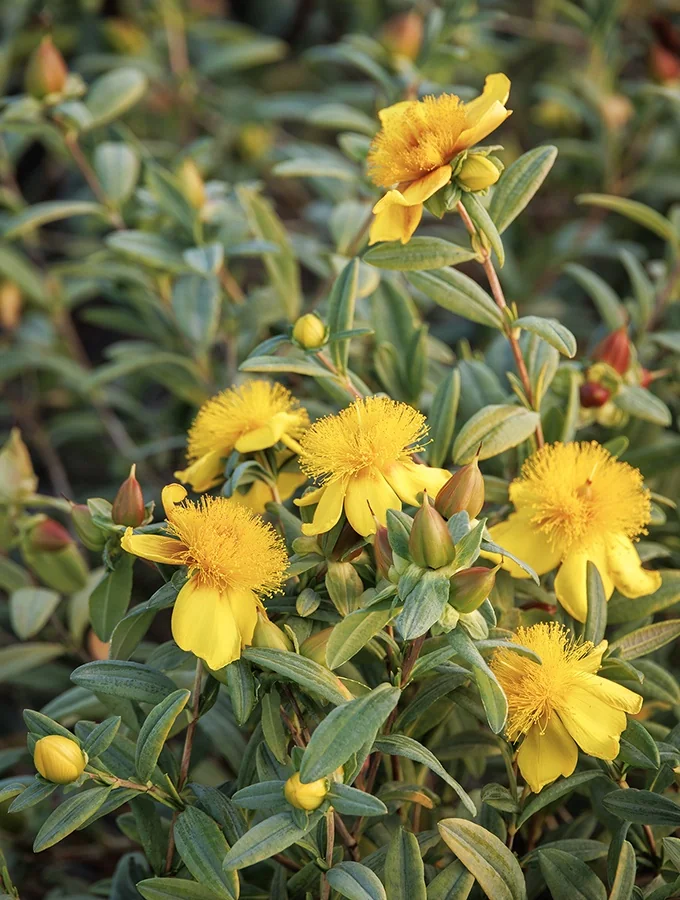 Sunburst St. John's Wort 2 Sunburst St. John's Wort