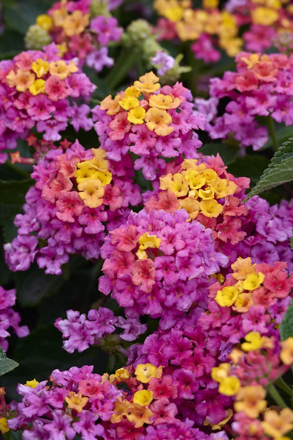 Bandana® Rose Lantana