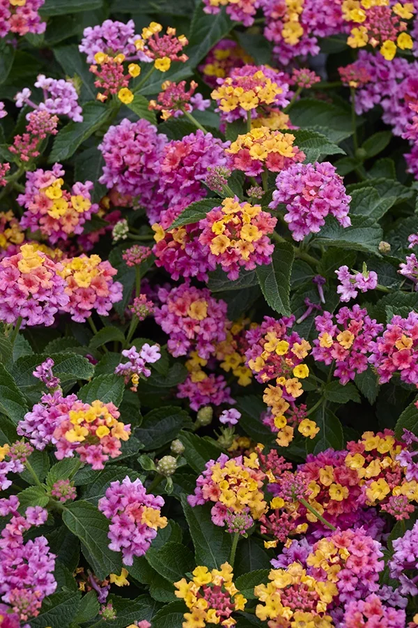 Bandana® Rose Lantana