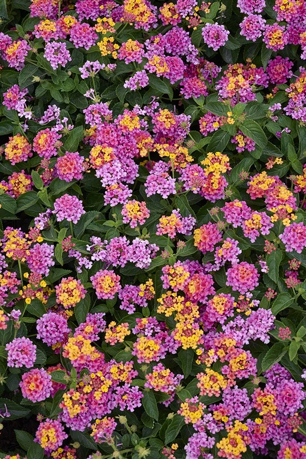 Bandana® Rose Lantana 3 Bandana® Rose Lantana
