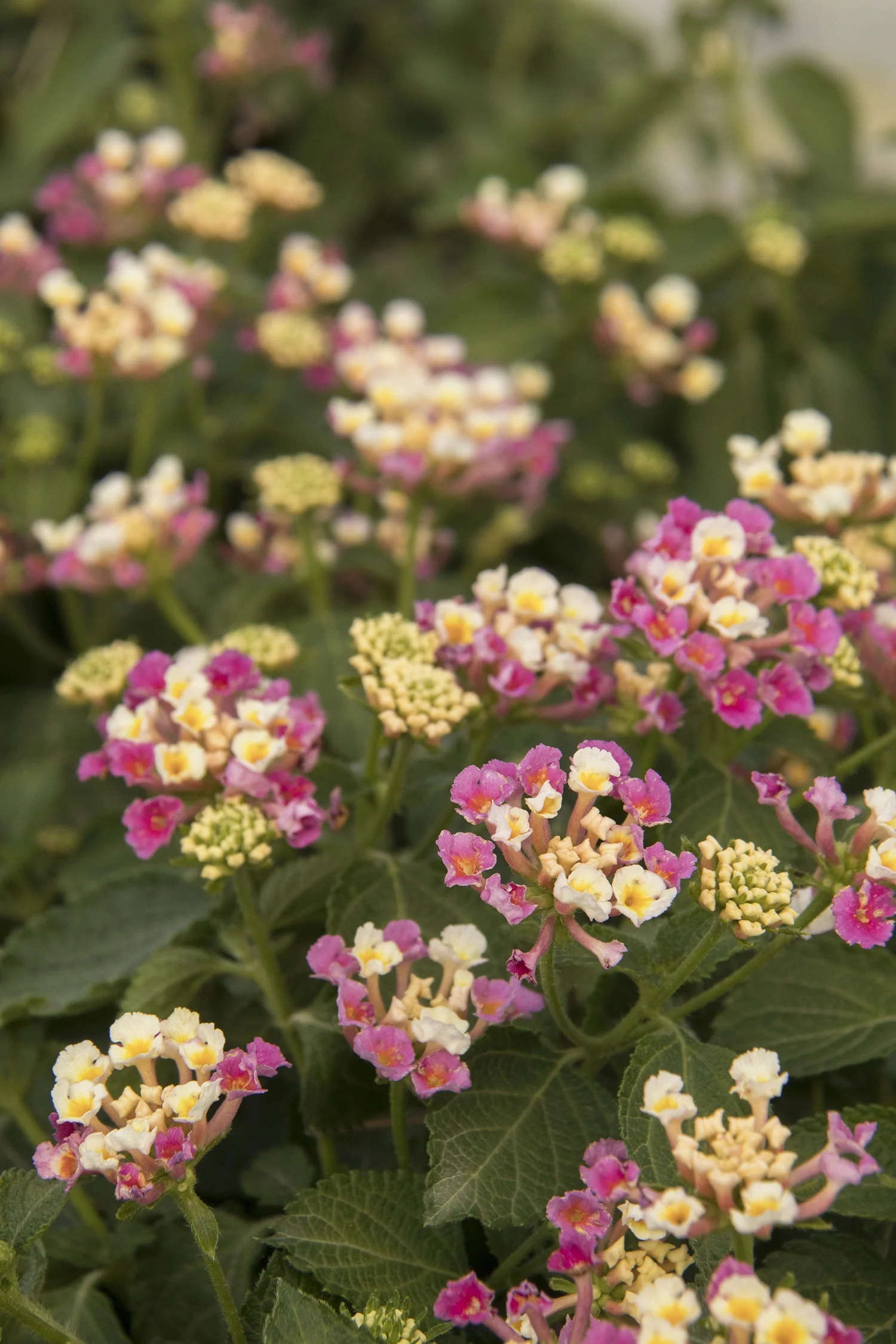 Bandana® Pink Improved Lantana