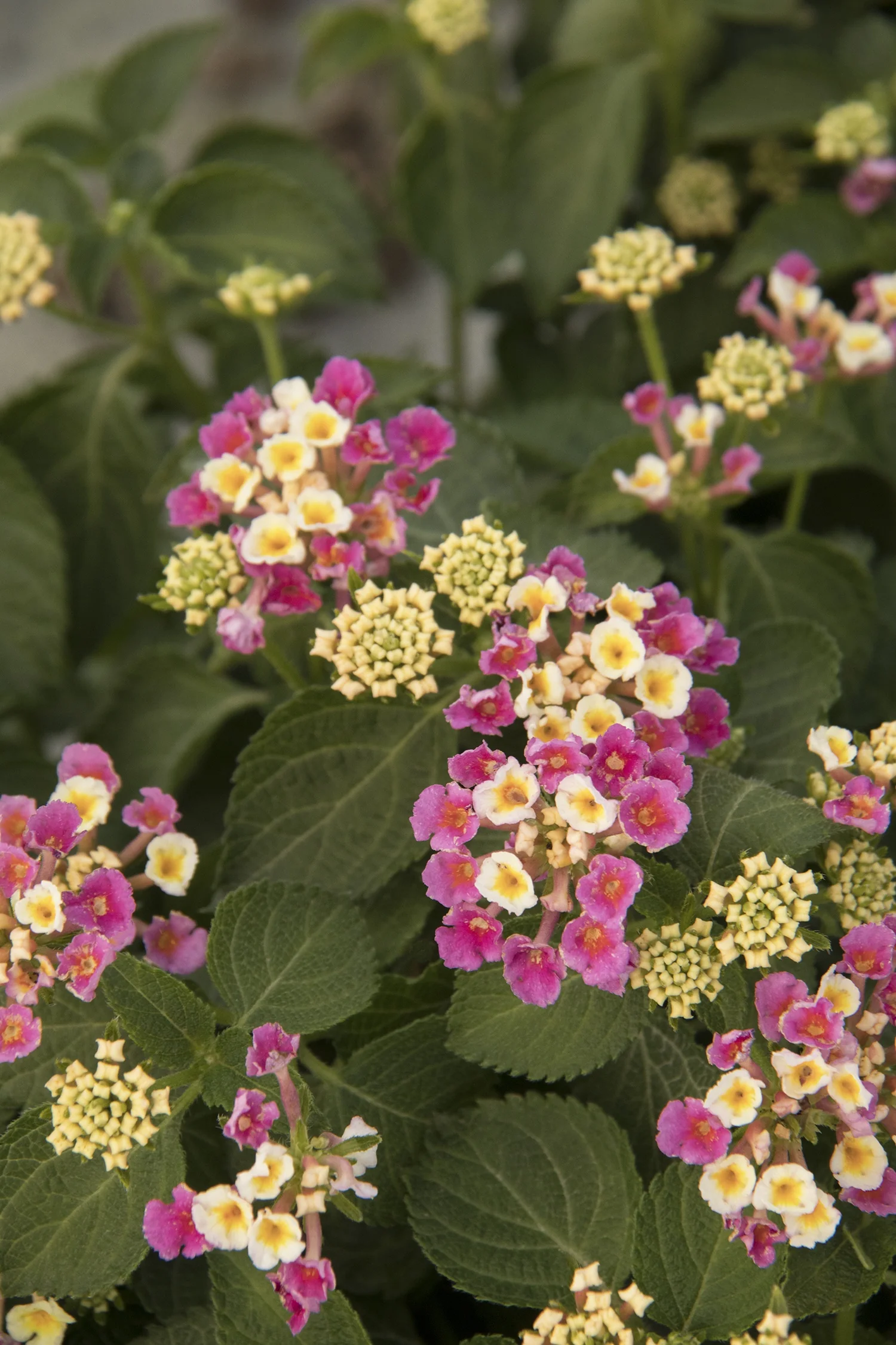 Bandana® Pink Improved Lantana