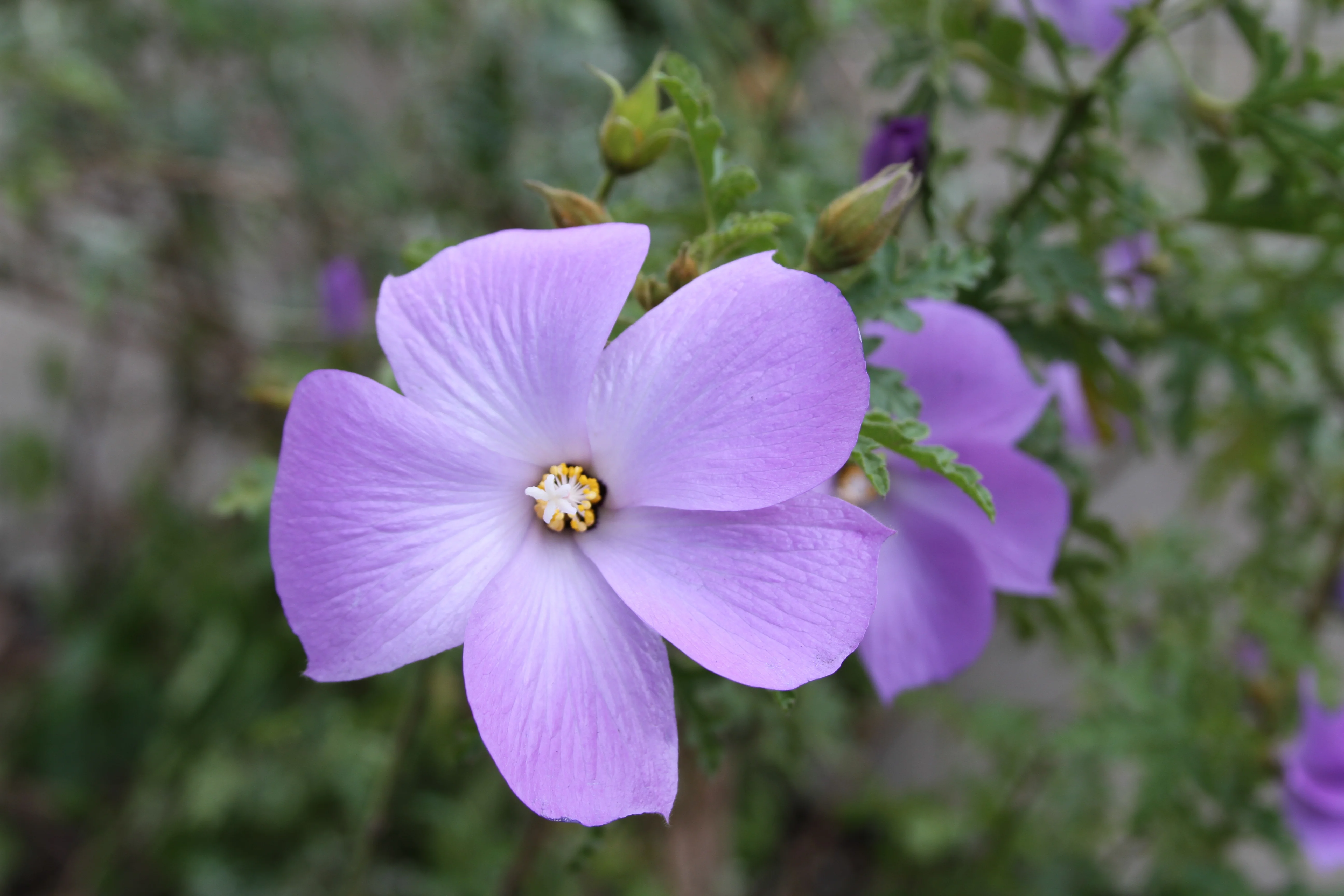 Santa Cruz Lilac Hibiscus