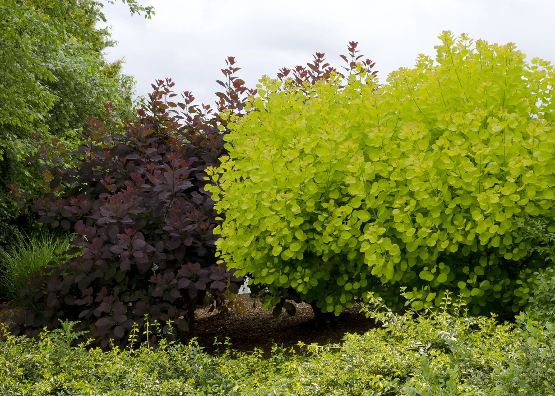 Golden Spirit Smoke Tree