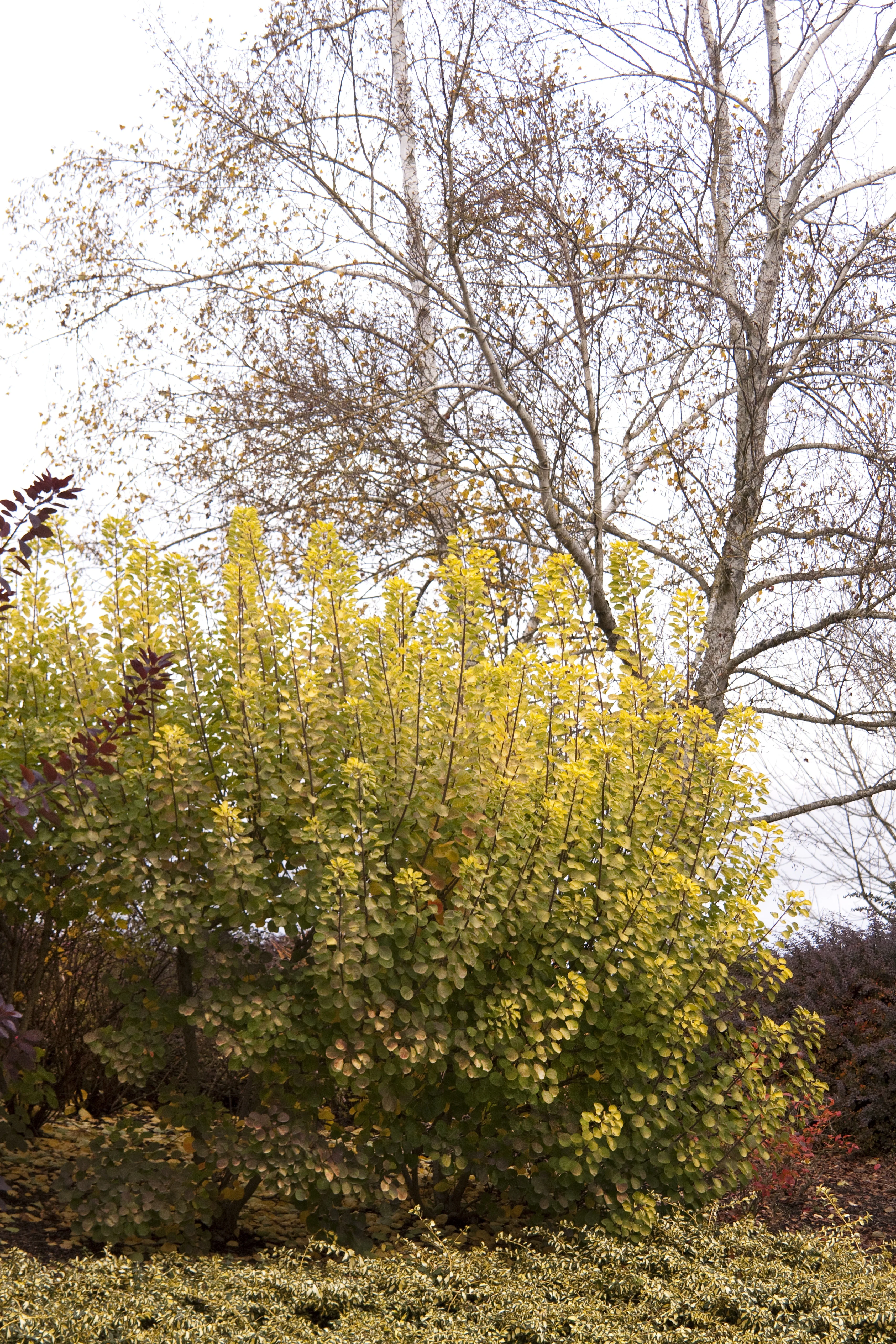 Golden Spirit Smoke Tree 2 Golden Spirit Smoke Tree
