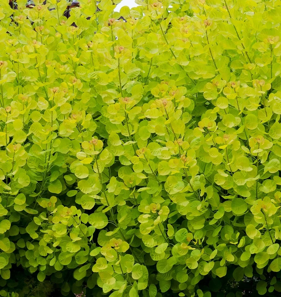 Golden Spirit Smoke Tree 3 Golden Spirit Smoke Tree