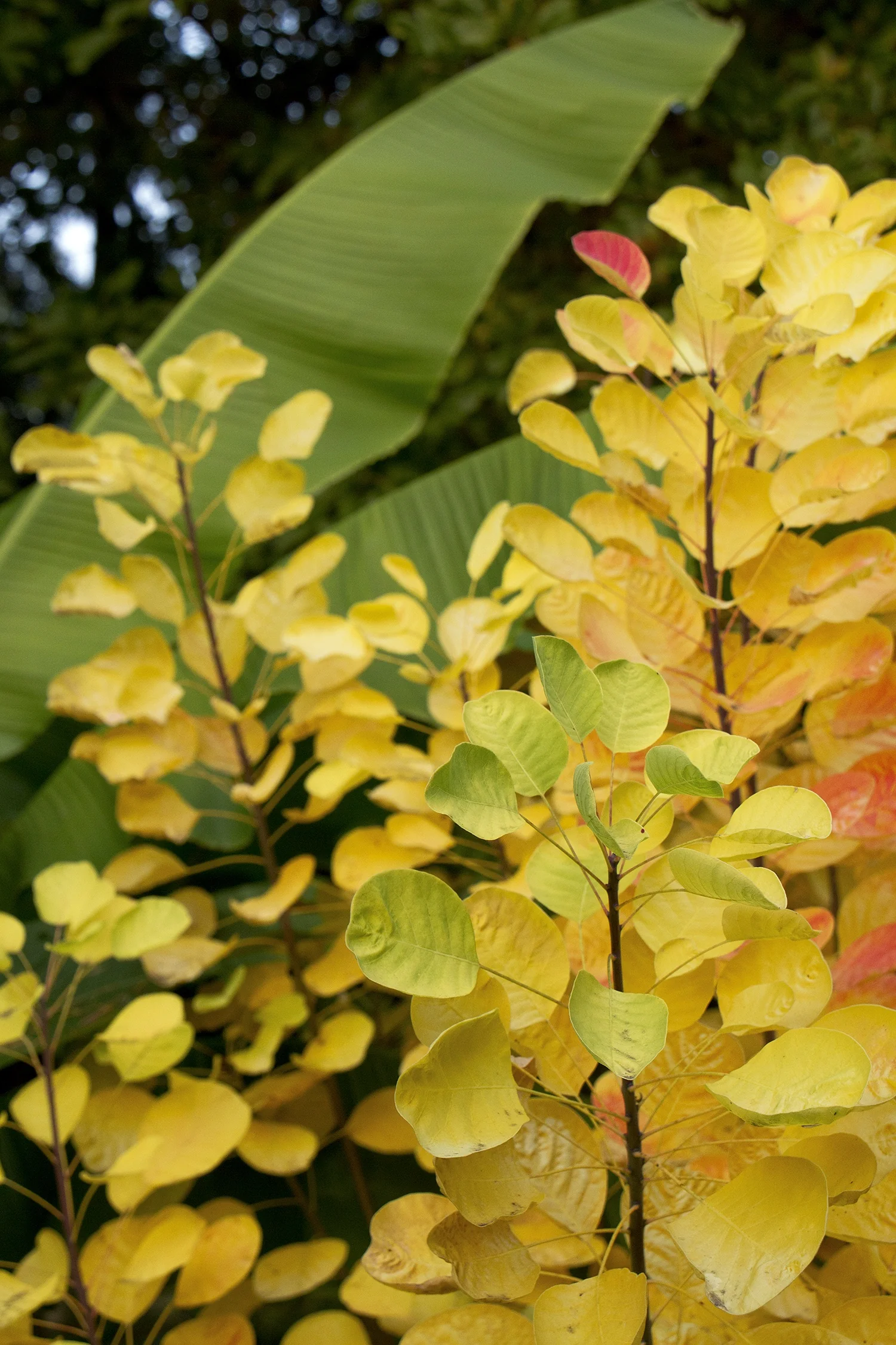 Golden Spirit Smoke Tree 4 Golden Spirit Smoke Tree