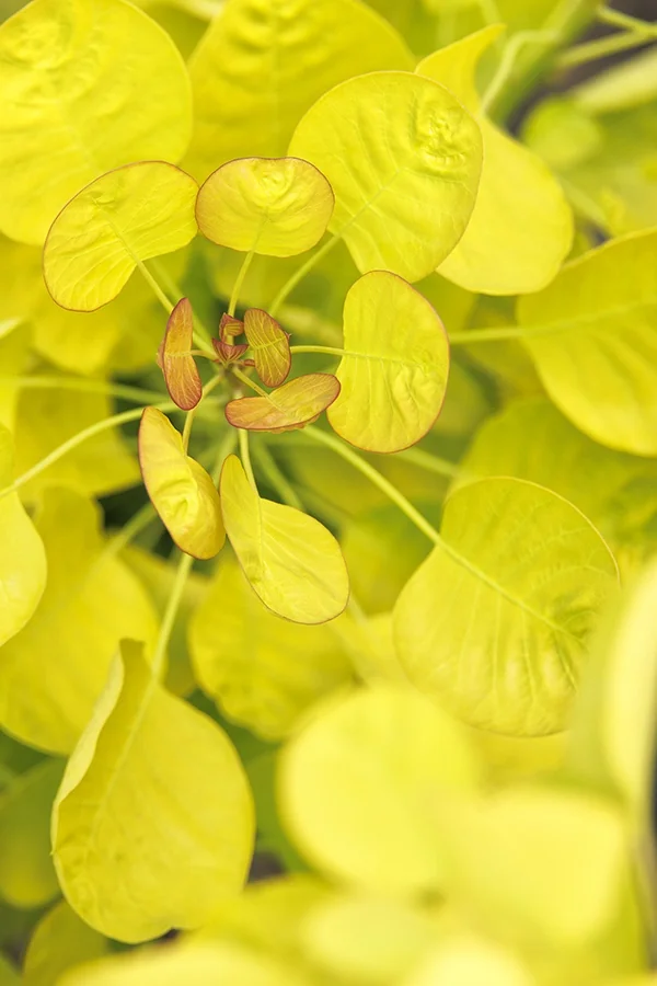 Golden Spirit Smoke Tree 5 Golden Spirit Smoke Tree