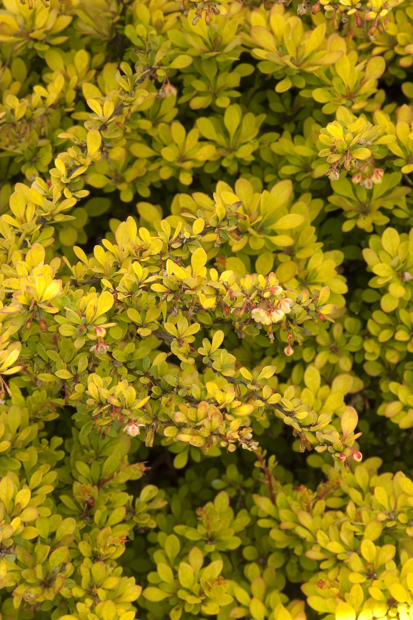Sunsation® Japanese Barberry 10 Sunsation® Japanese Barberry