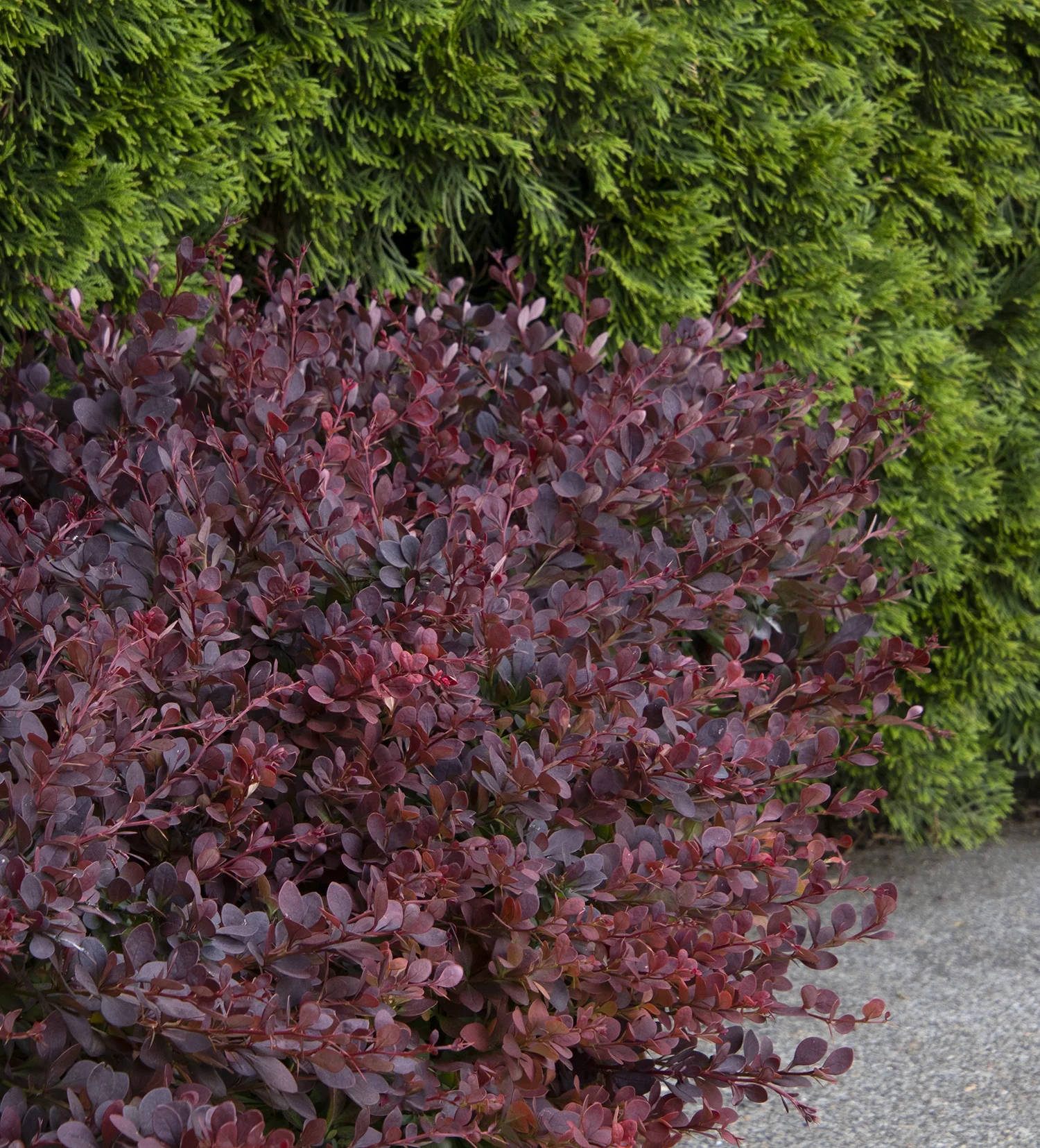 Lava Nugget® Martha Barberry 5 Lava Nugget® Martha Barberry