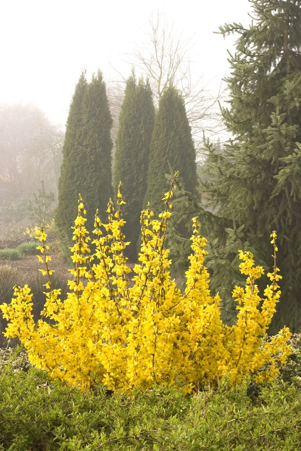 Magical® Gold Forsythia 1 Magical® Gold Forsythia