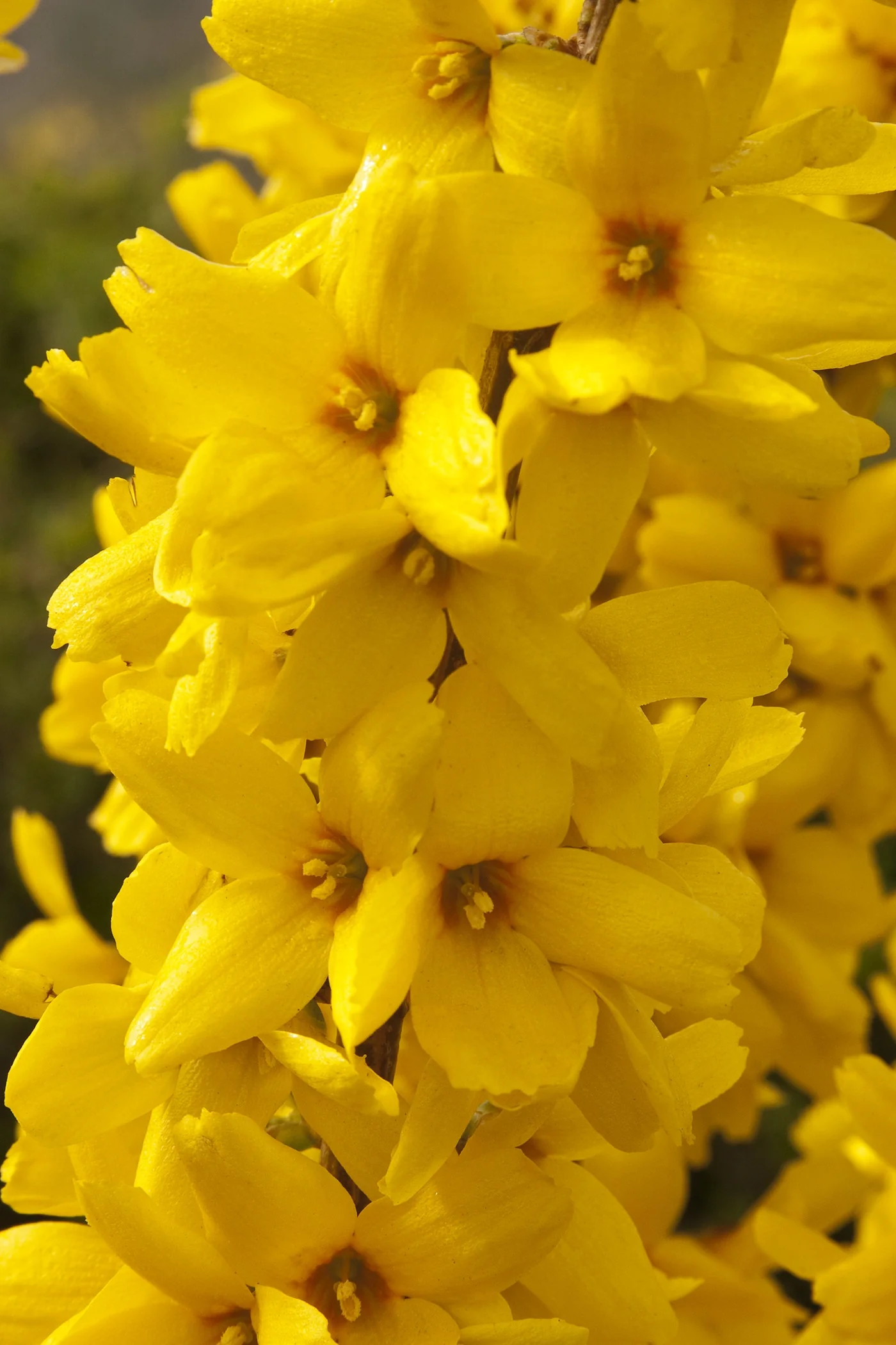 Magical® Gold Forsythia 2 Magical® Gold Forsythia