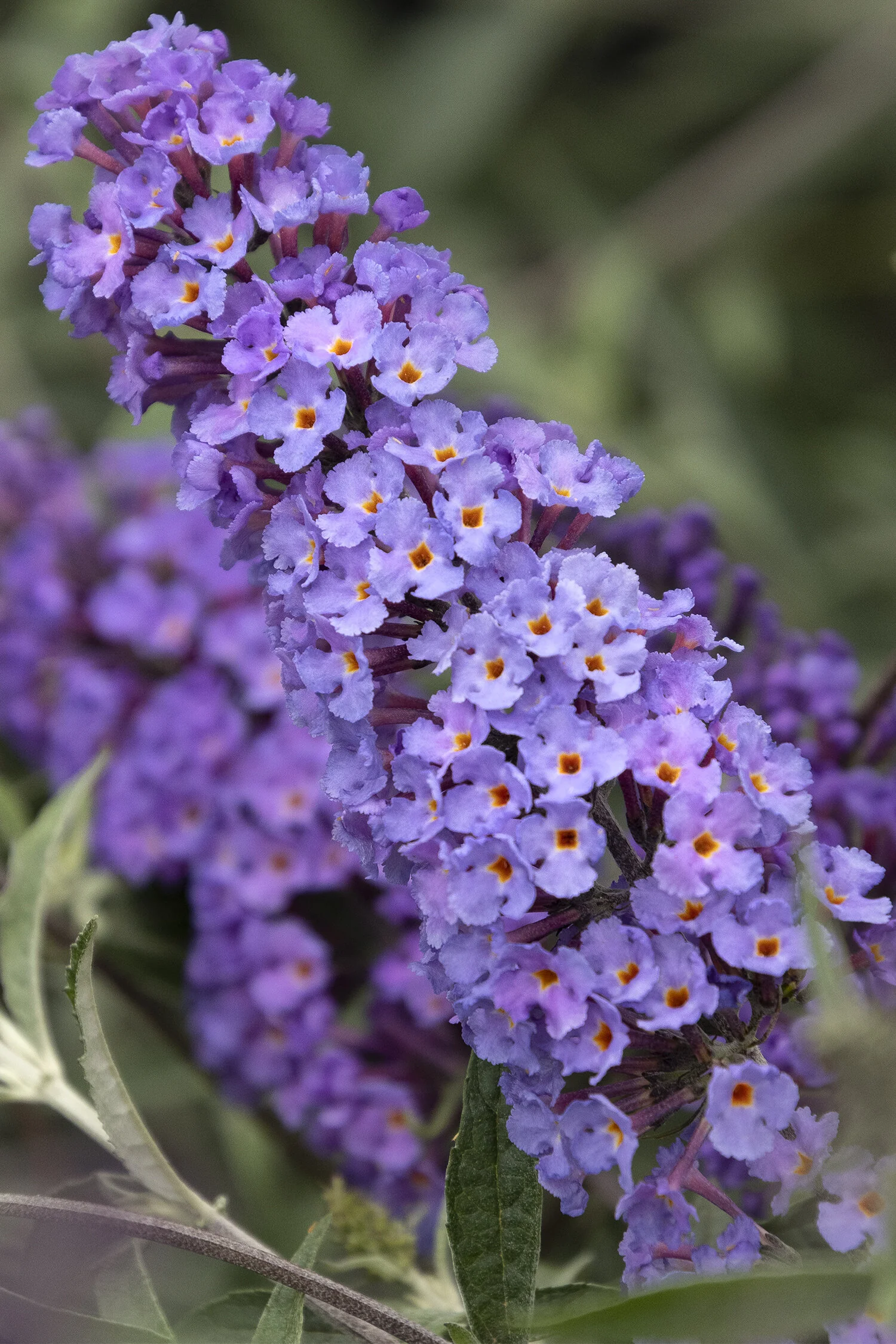 Petite Indigo® Dwarf Butterfly Bush 7 Petite Indigo® Dwarf Butterfly Bush