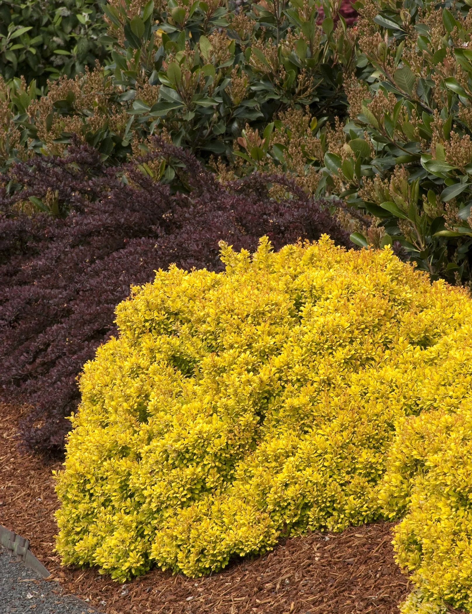 Golden Nugget® Dwarf Japanese Barberry 1 Golden Nugget® Dwarf Japanese Barberry