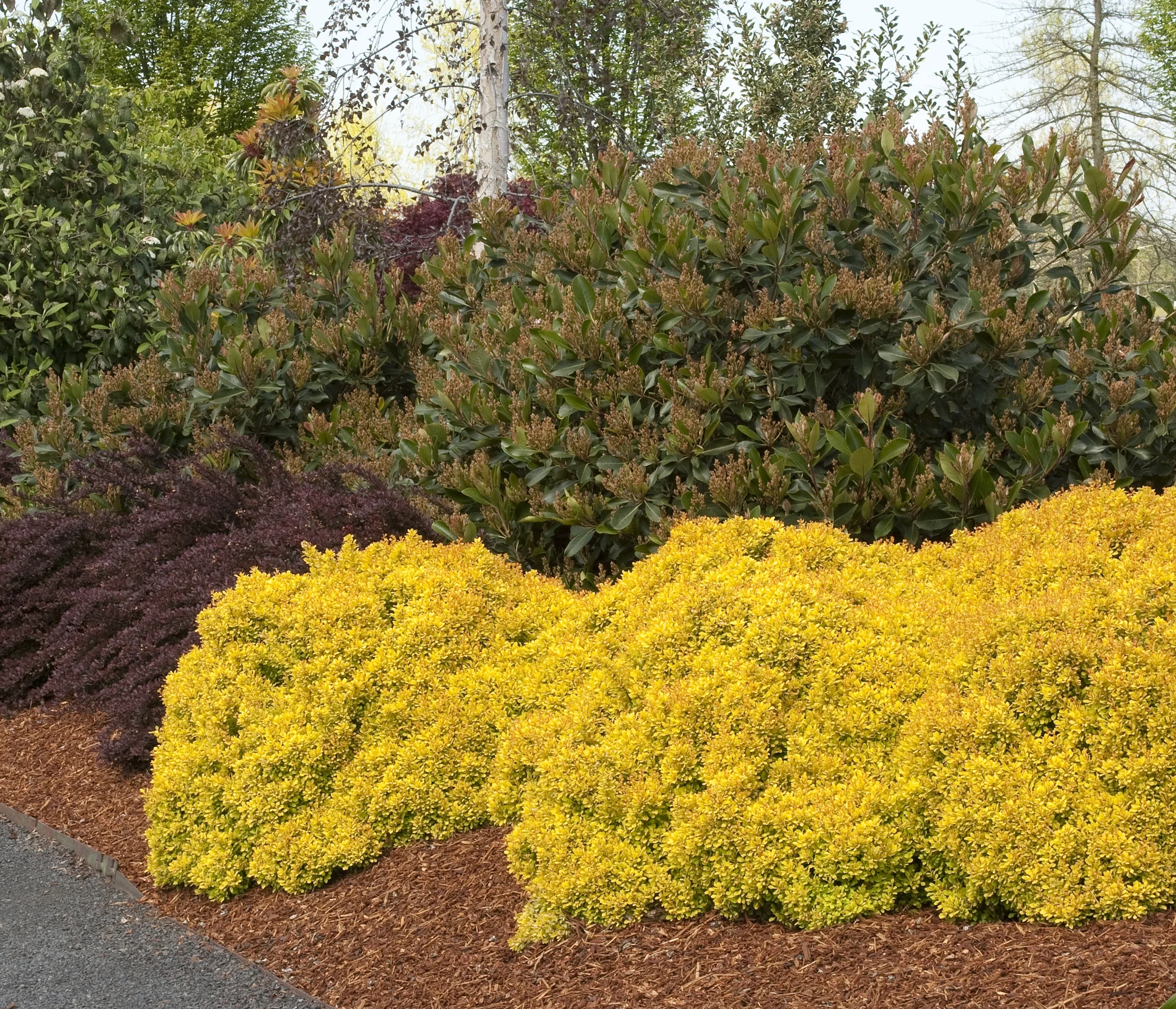 Golden Nugget® Dwarf Japanese Barberry 2 Golden Nugget® Dwarf Japanese Barberry