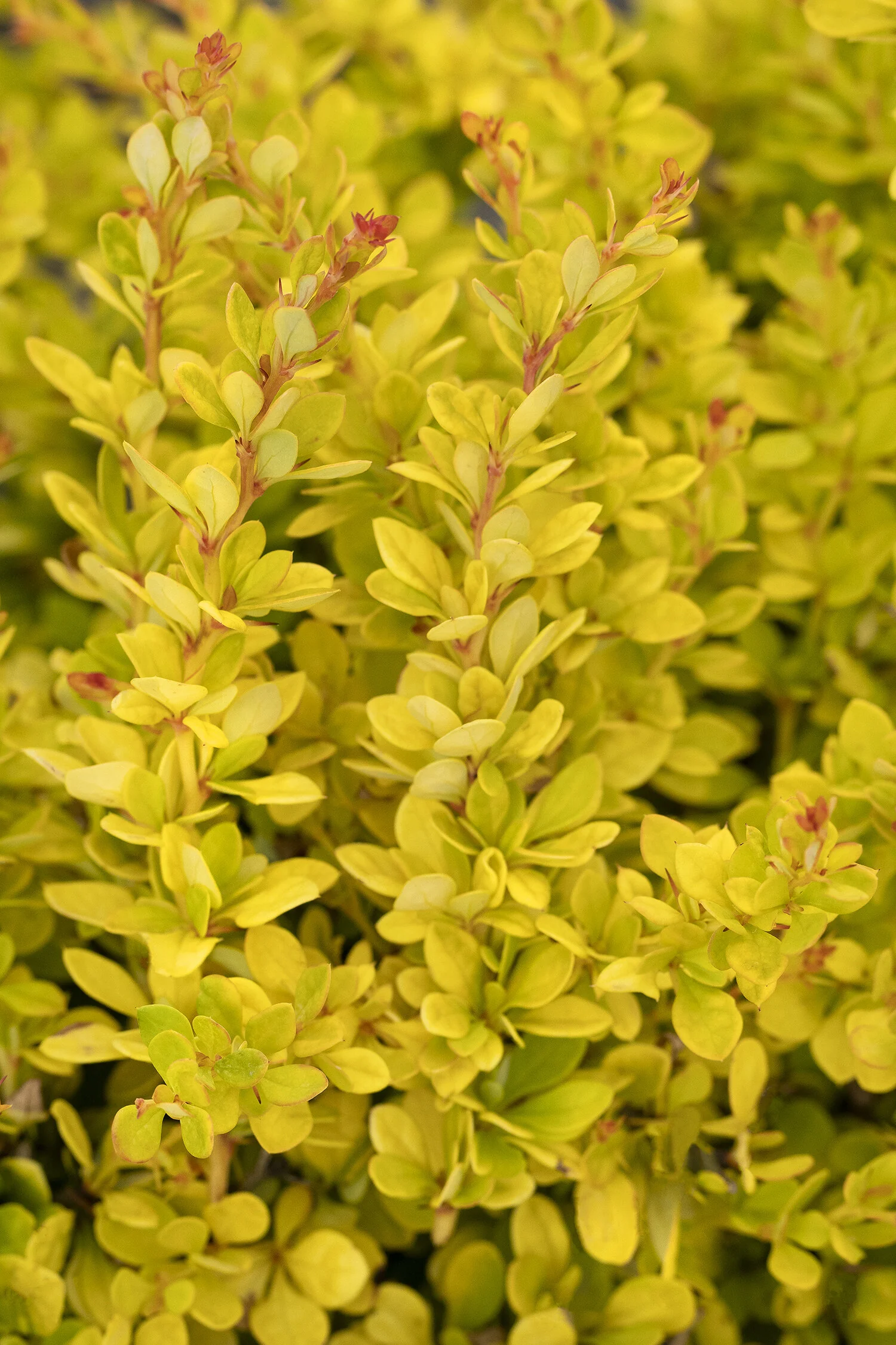 Golden Nugget® Dwarf Japanese Barberry 3 Golden Nugget® Dwarf Japanese Barberry
