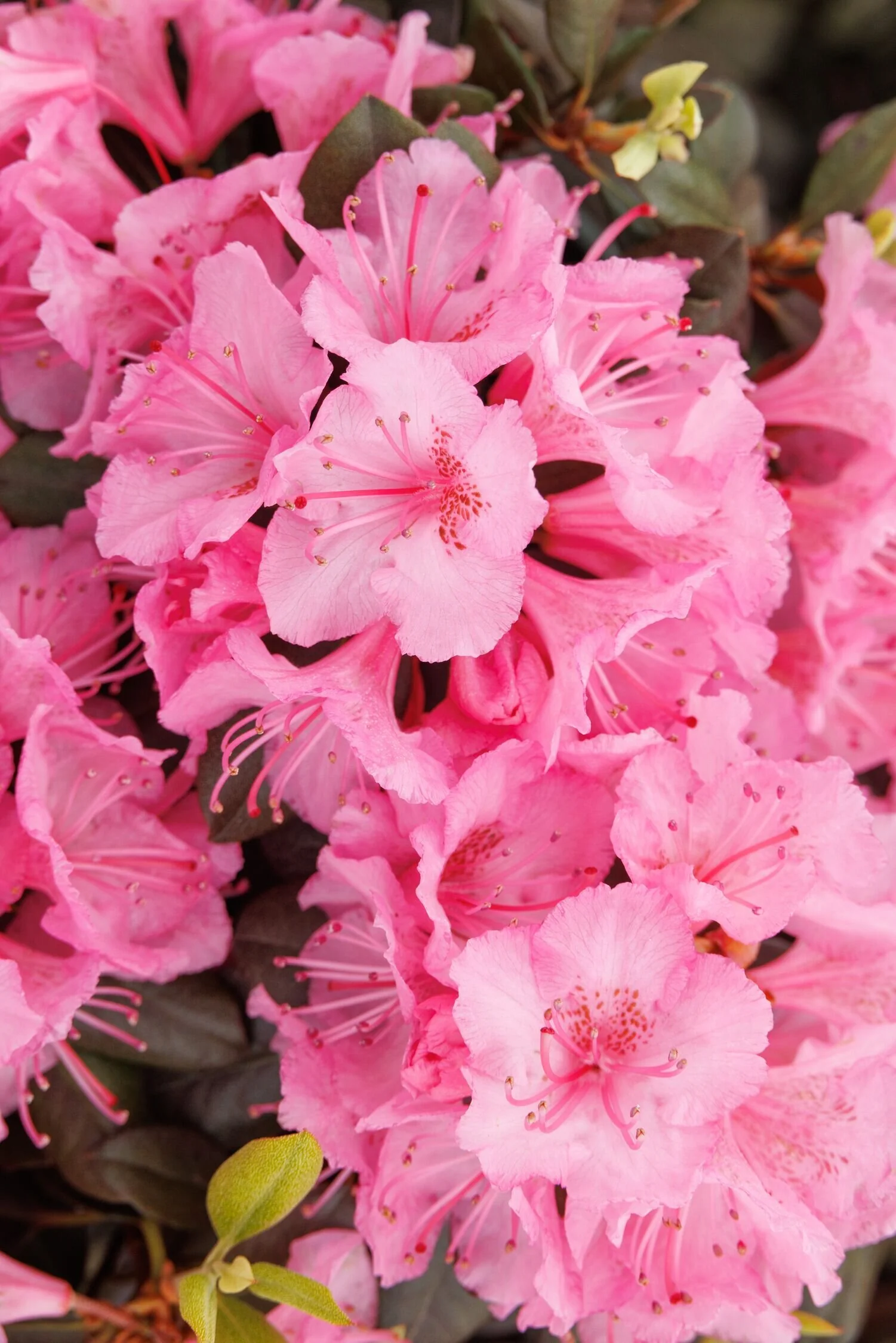 Bubblegum Rhododendron