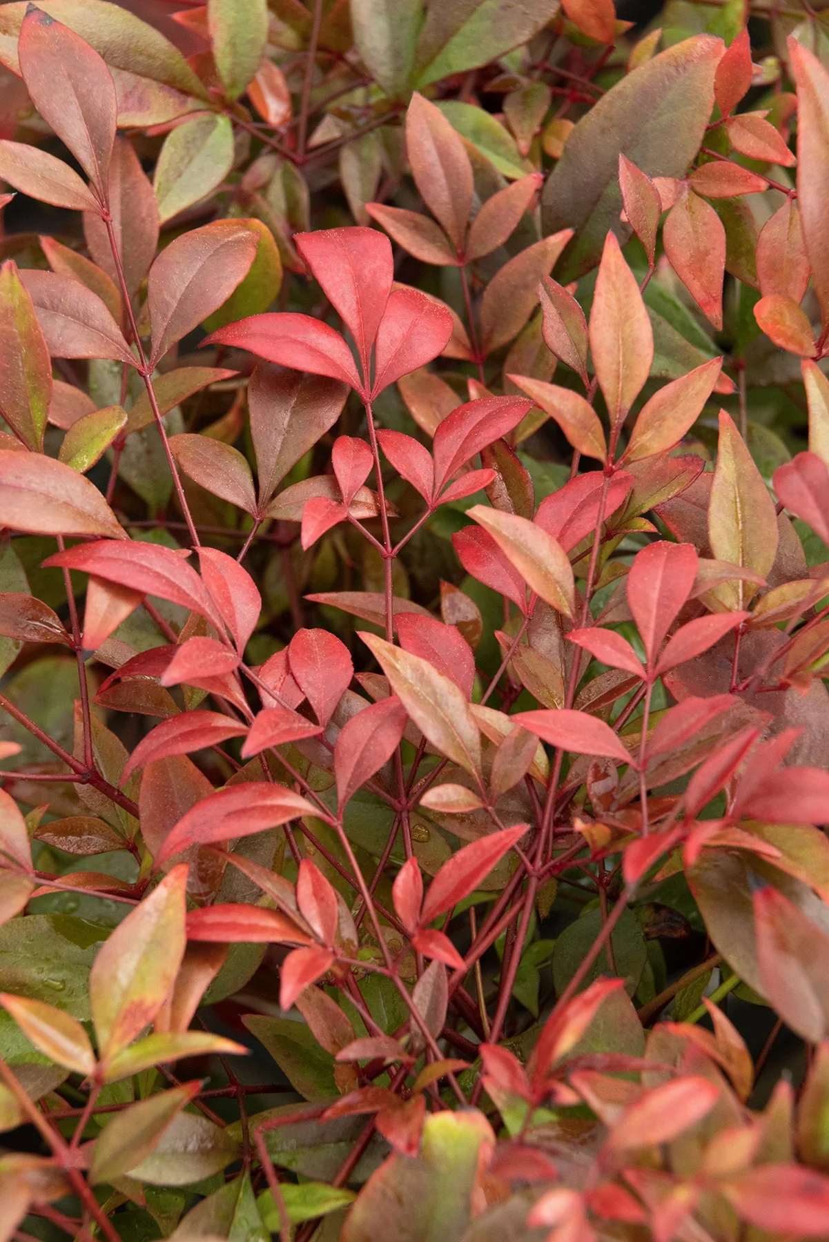 Gulf Stream Heavenly Bamboo 6 Gulf Stream Heavenly Bamboo