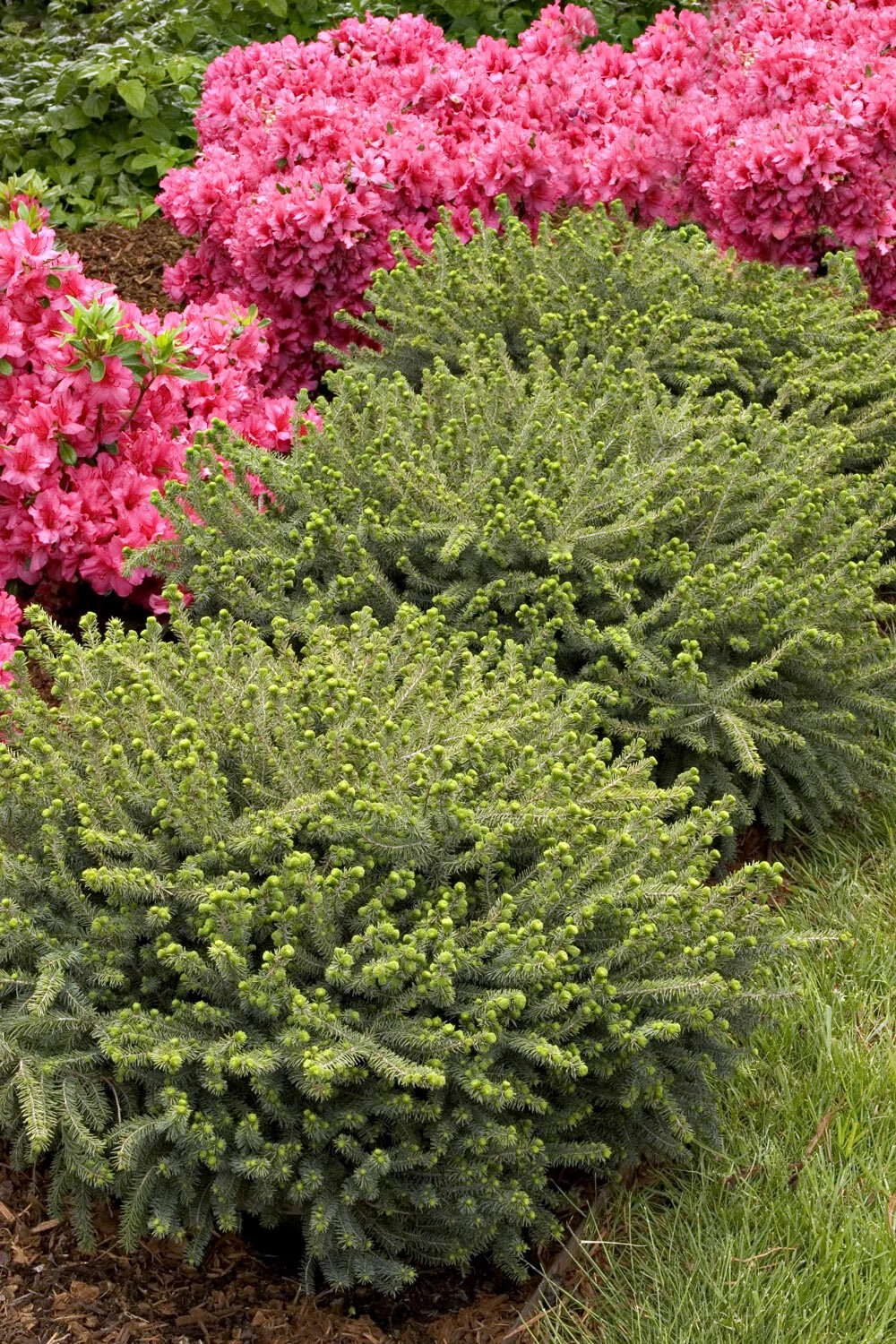 Dwarf Black Spruce 6 Dwarf Black Spruce