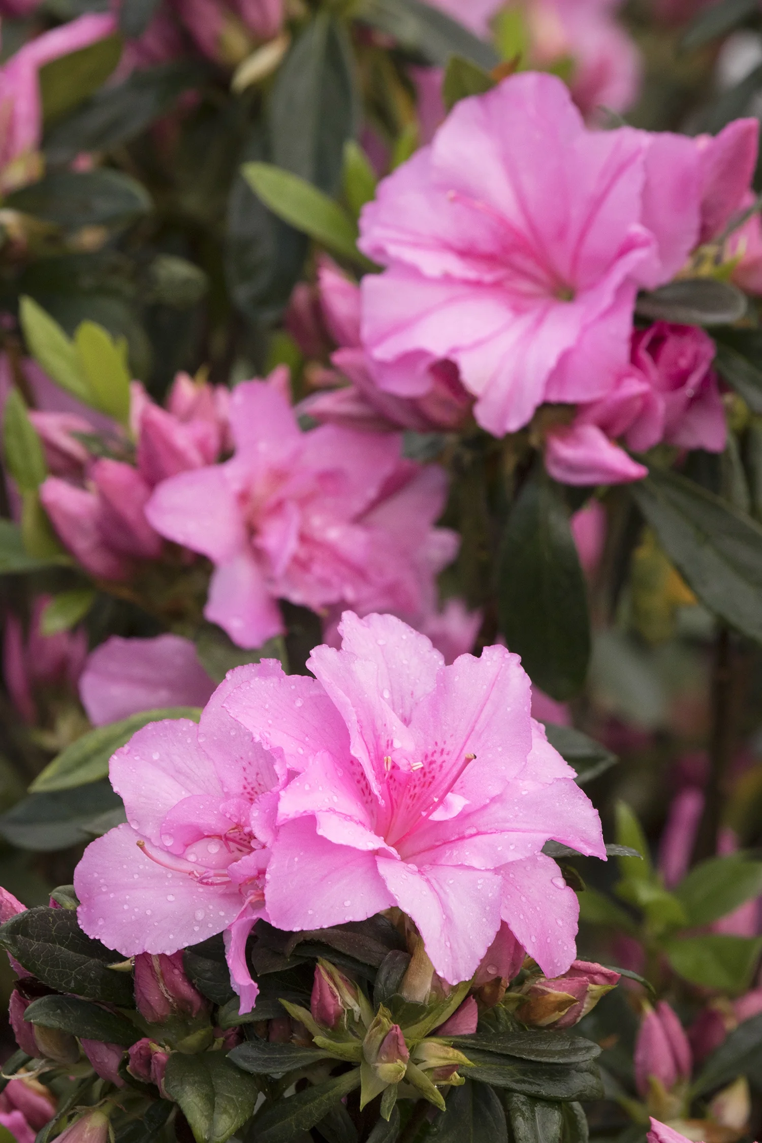 Imperial Princess™ Azalea