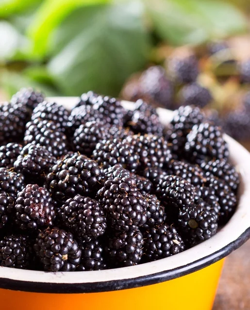 "Thornless" Boysenberry