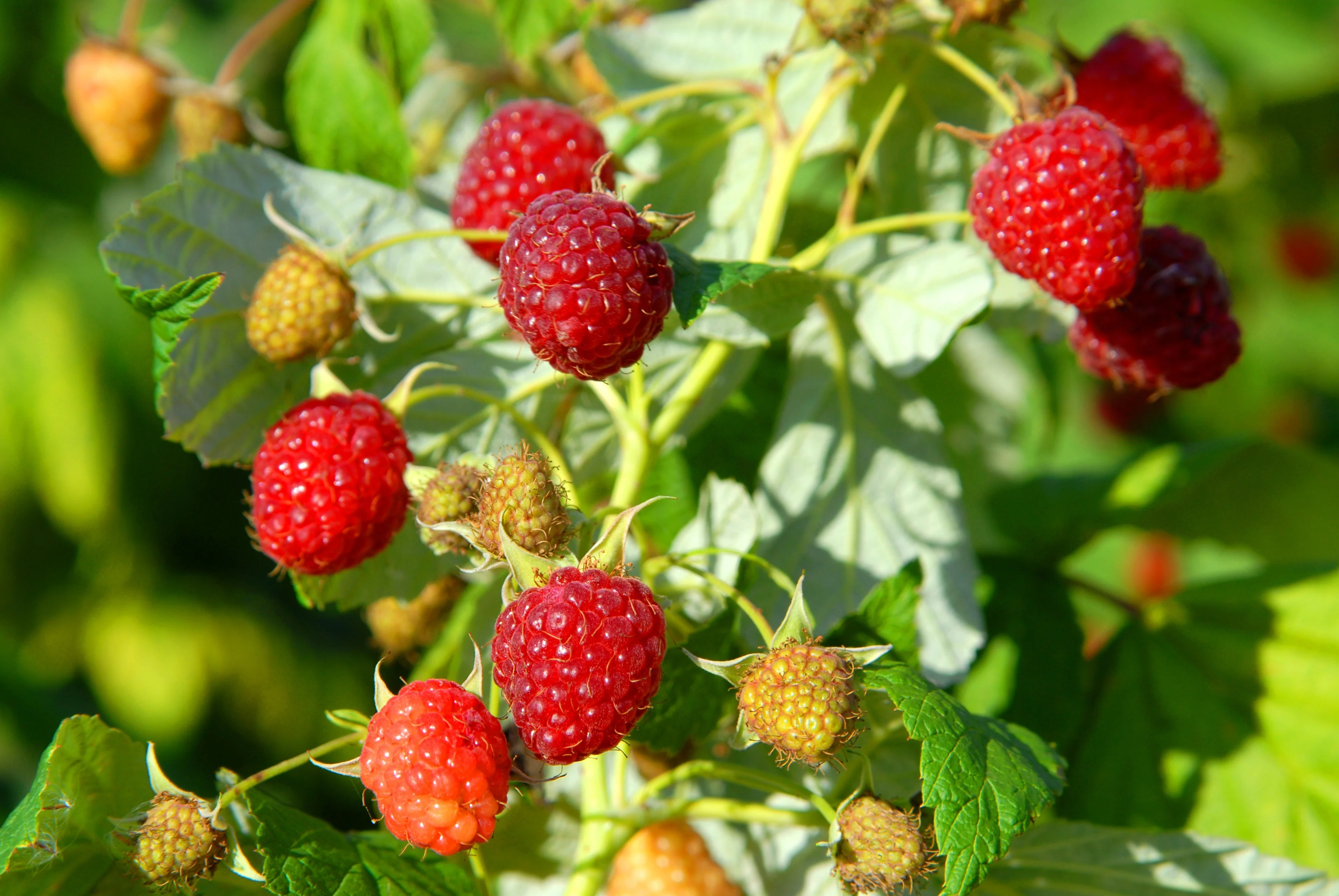 Heritage Raspberry 3 Heritage Raspberry