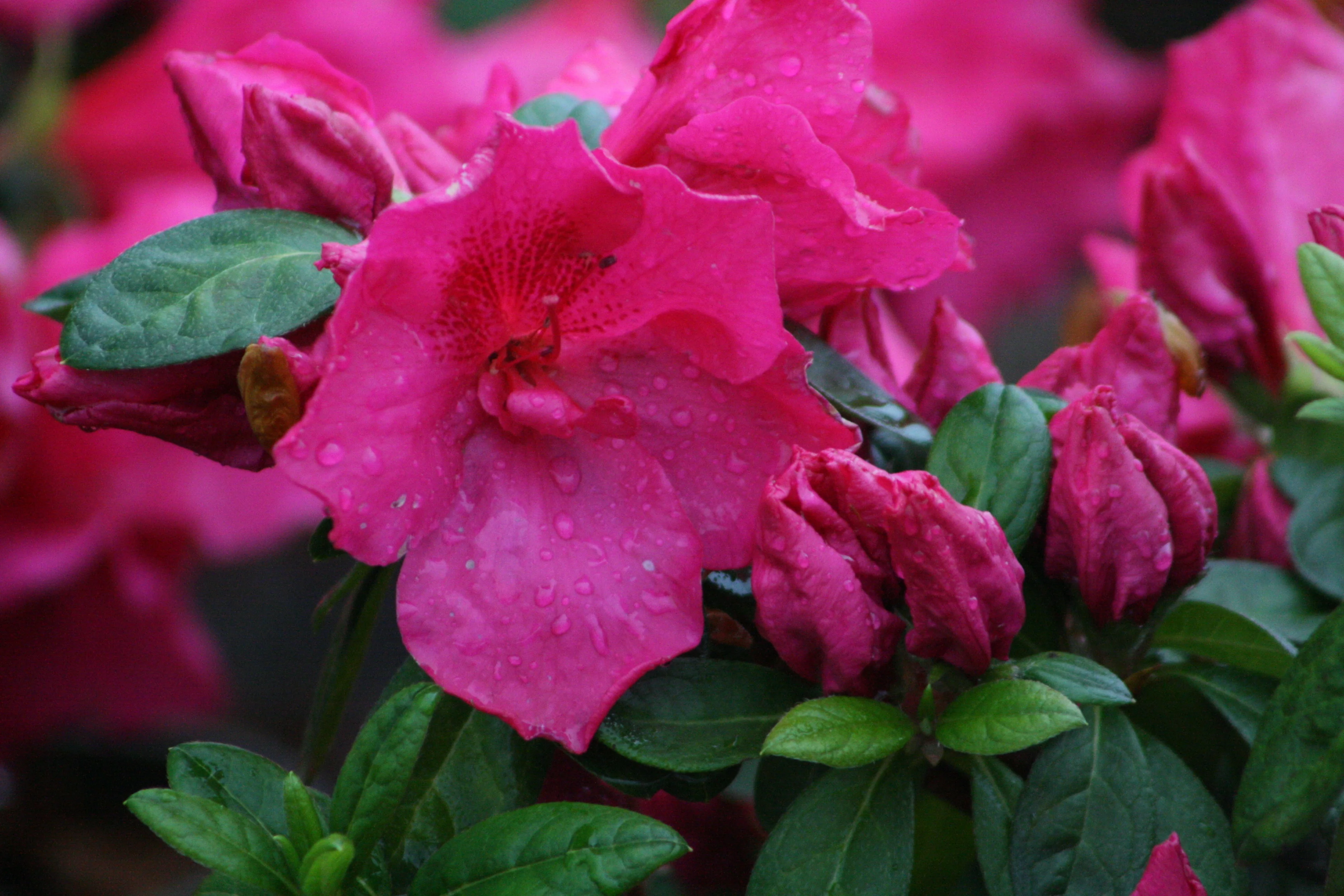 Nuccio's Carnival Azalea 3 Nuccio's Carnival Azalea