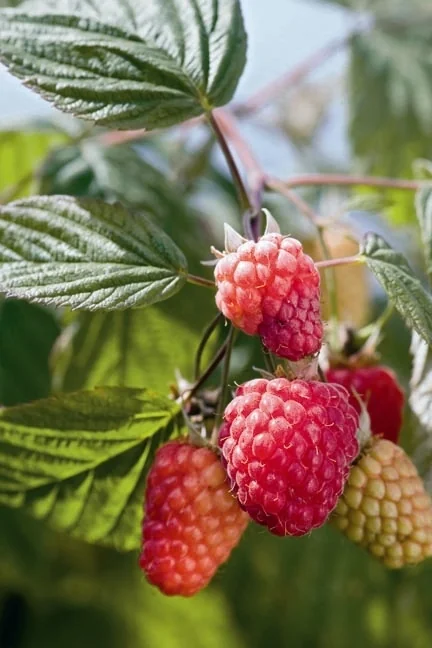 Indian Summer Raspberry 1 Indian Summer Raspberry