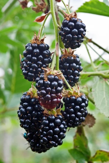 Black Satin Blackberry 2 Black Satin Blackberry