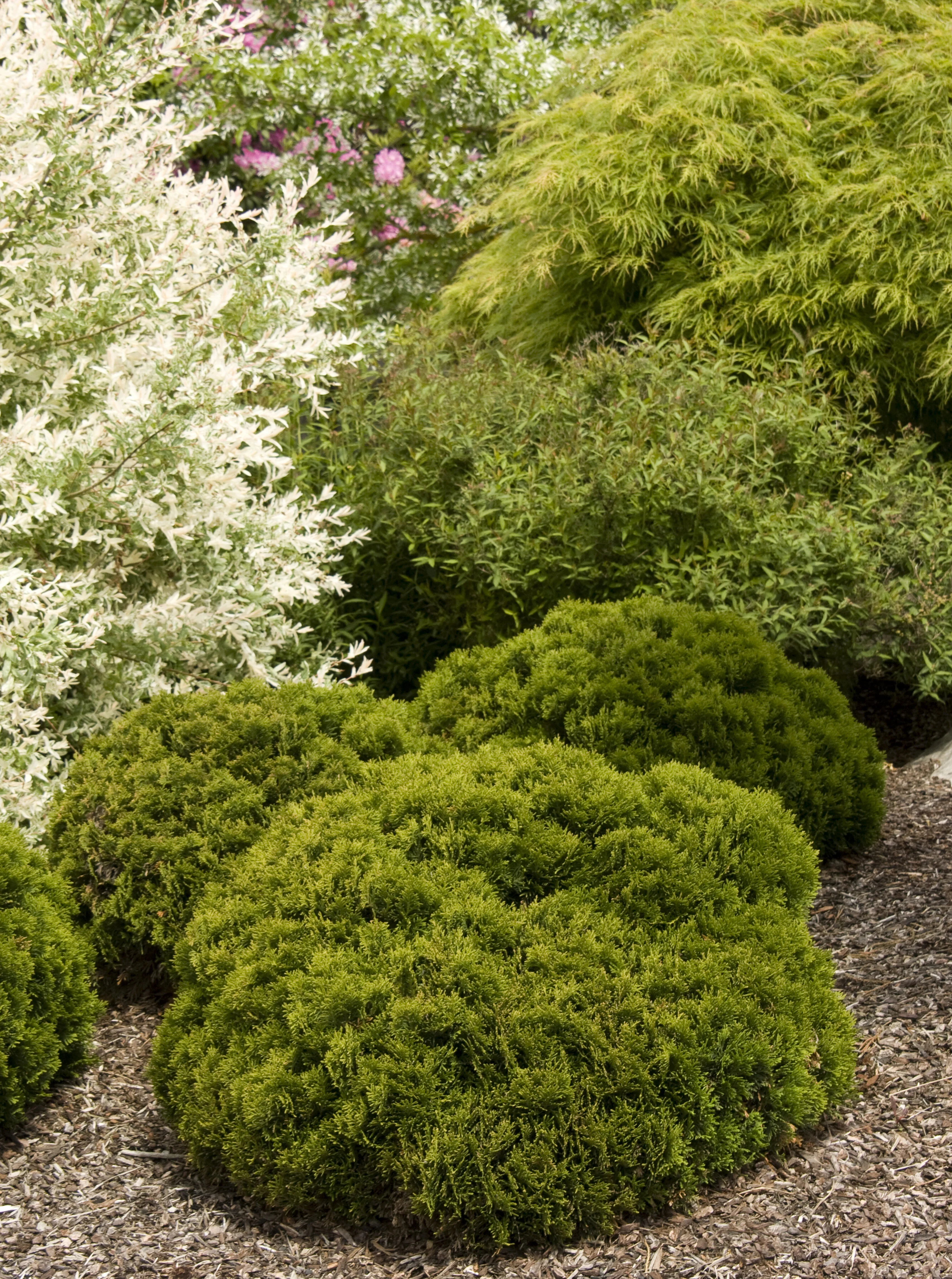 Danica Arborvitae 3 Danica Arborvitae