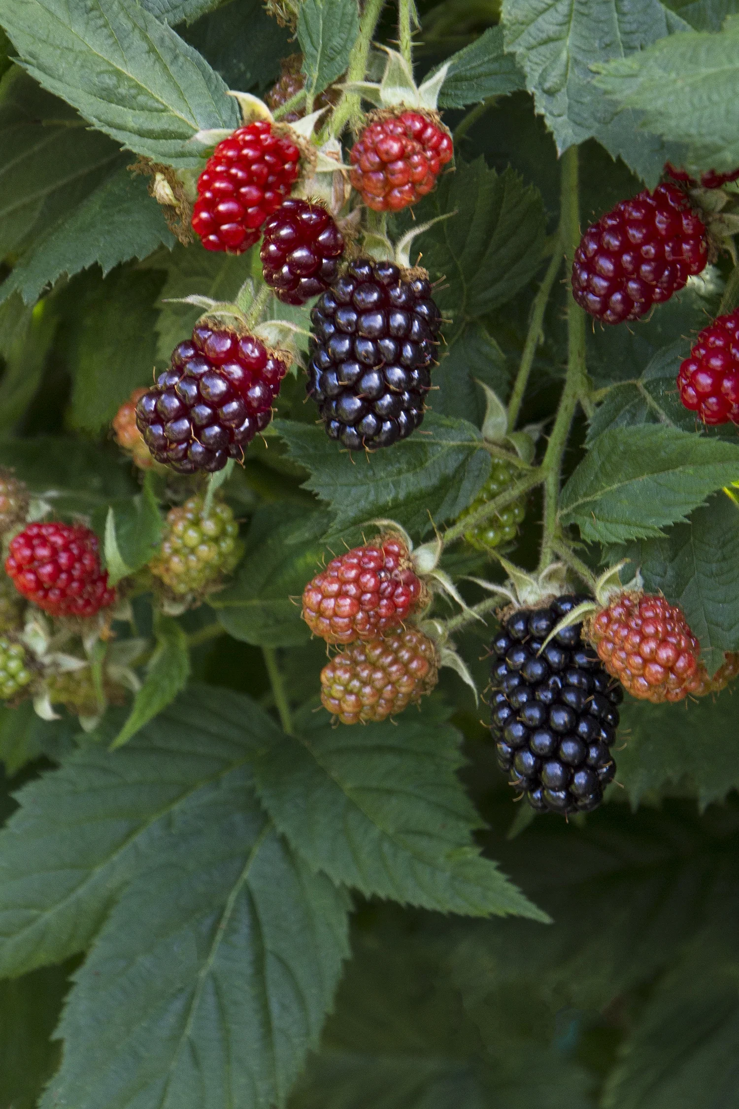 Marion Blackberry 1 Marion Blackberry