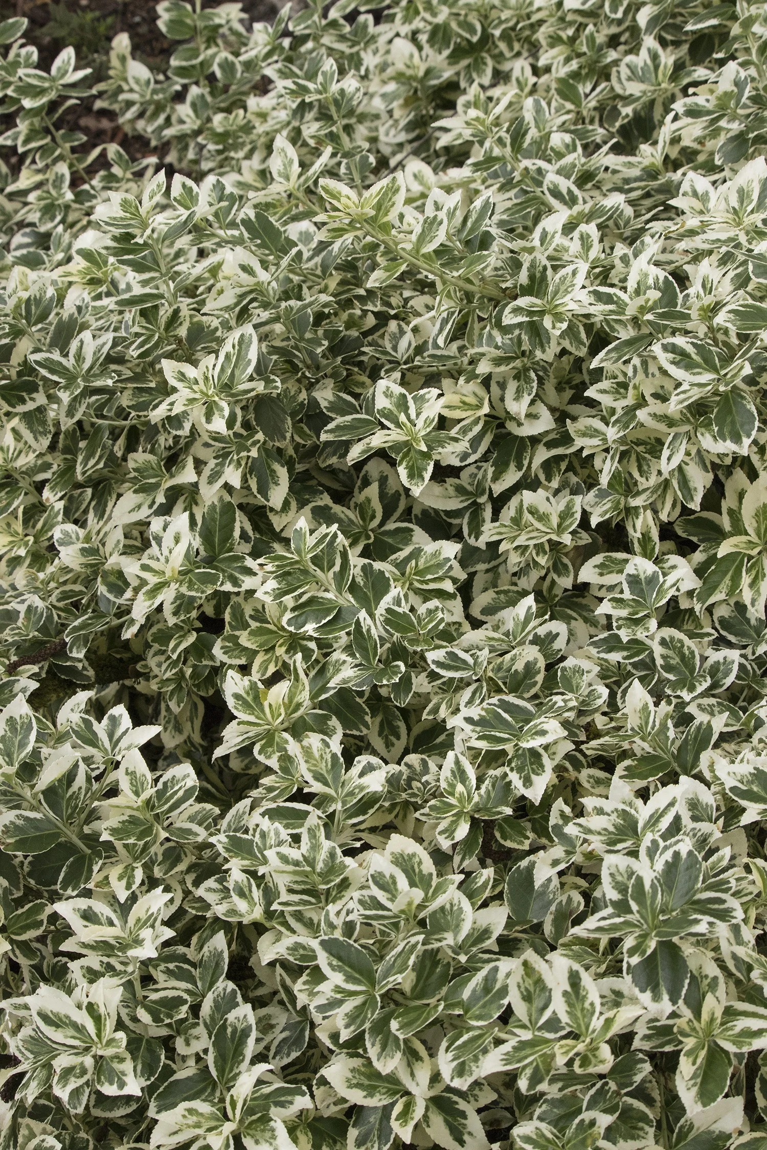 Ivory Jade Wintercreeper 6 Ivory Jade Wintercreeper