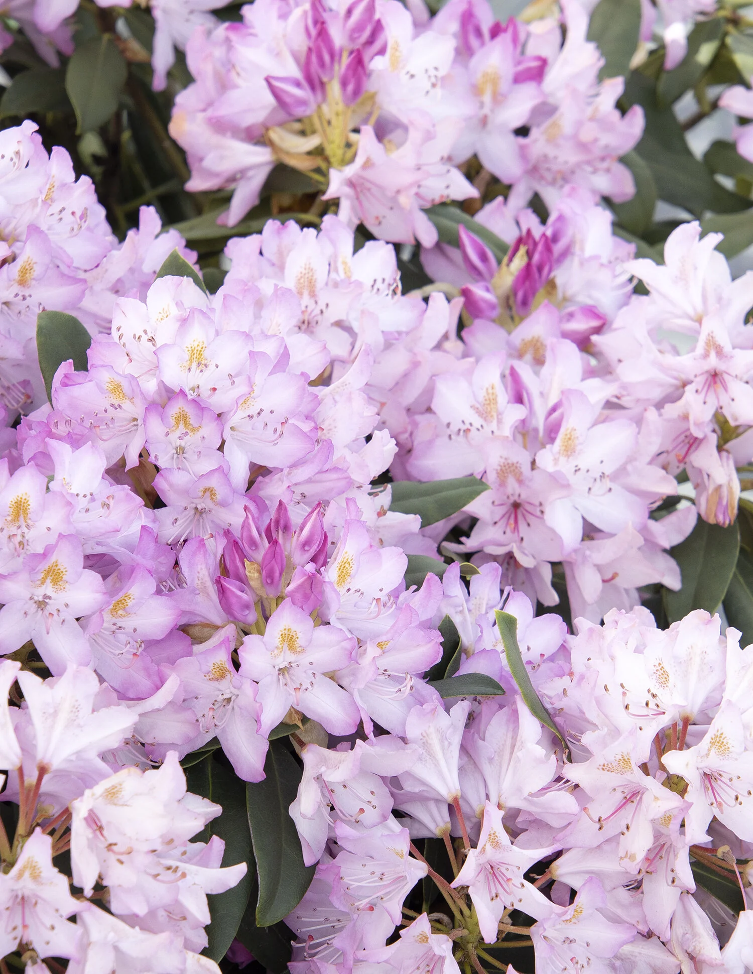 Pink Rosebay Rhododendron